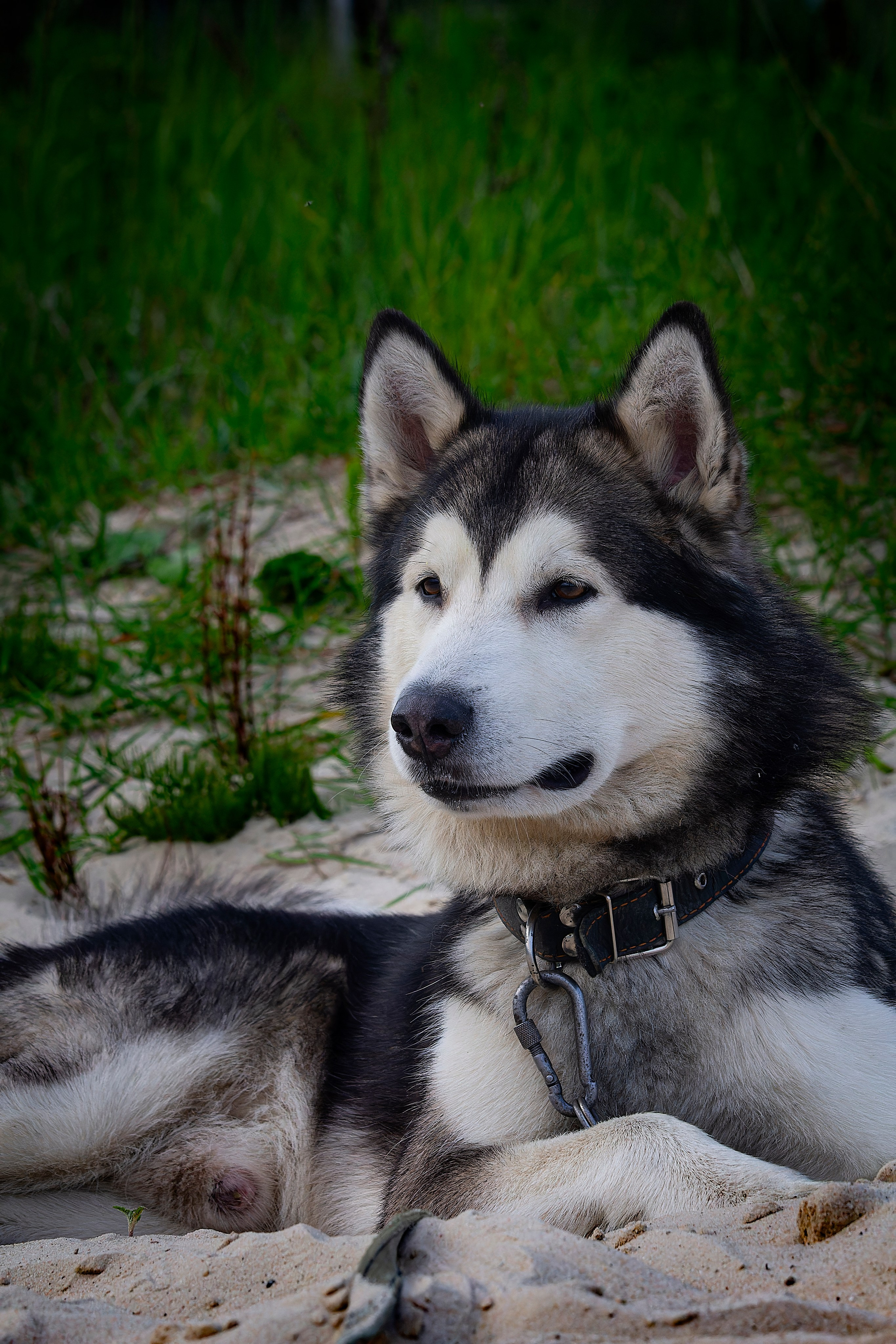 Мои маламуты.Ярик. Лев Постнов.Фотограф. Нижний Новгород