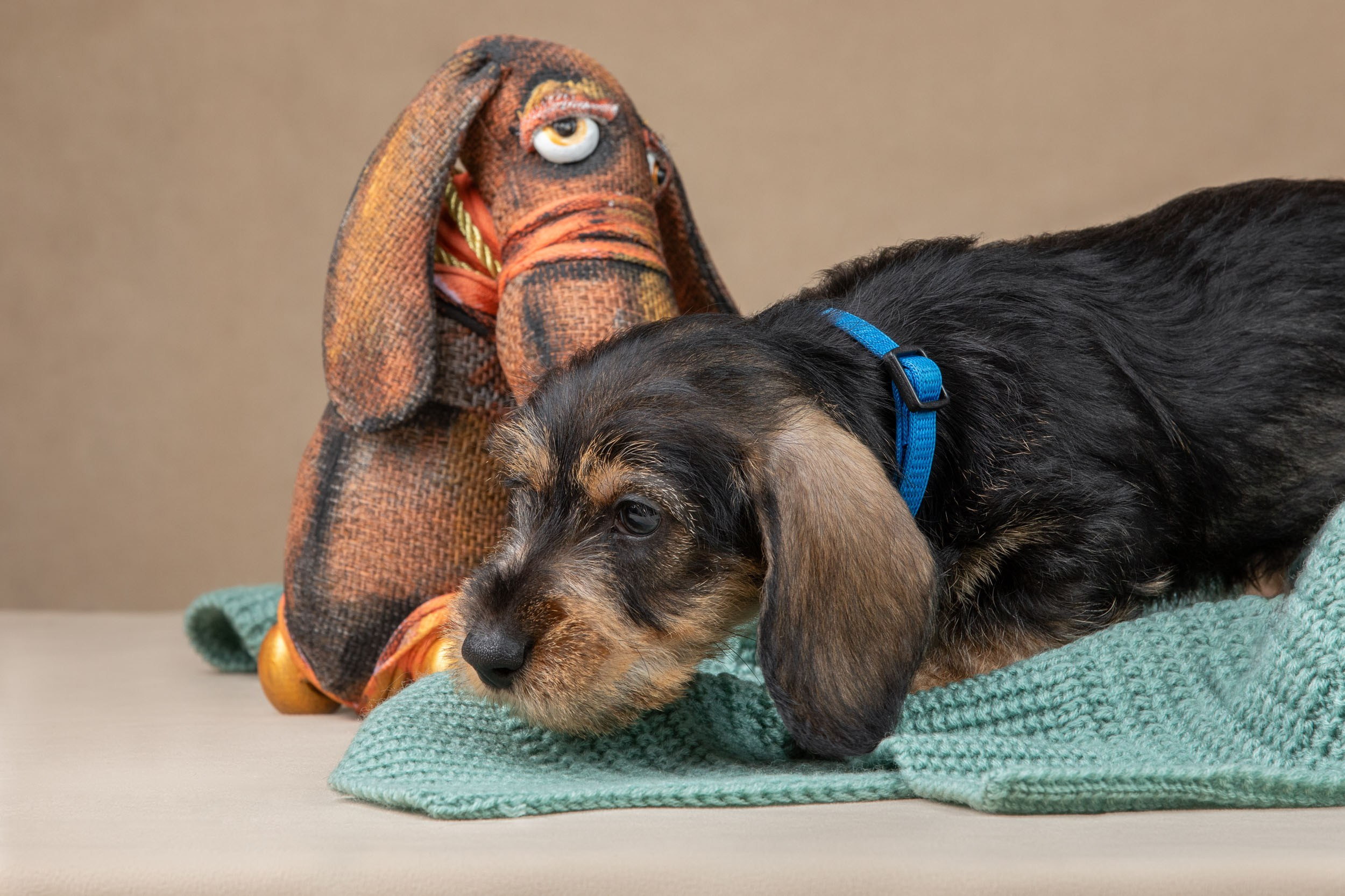 Съемка щенков жесткошерстной таксы на бежевом фоне в ящике. Фотограф-анималист в Москве и Московской области Татьяна Фролова