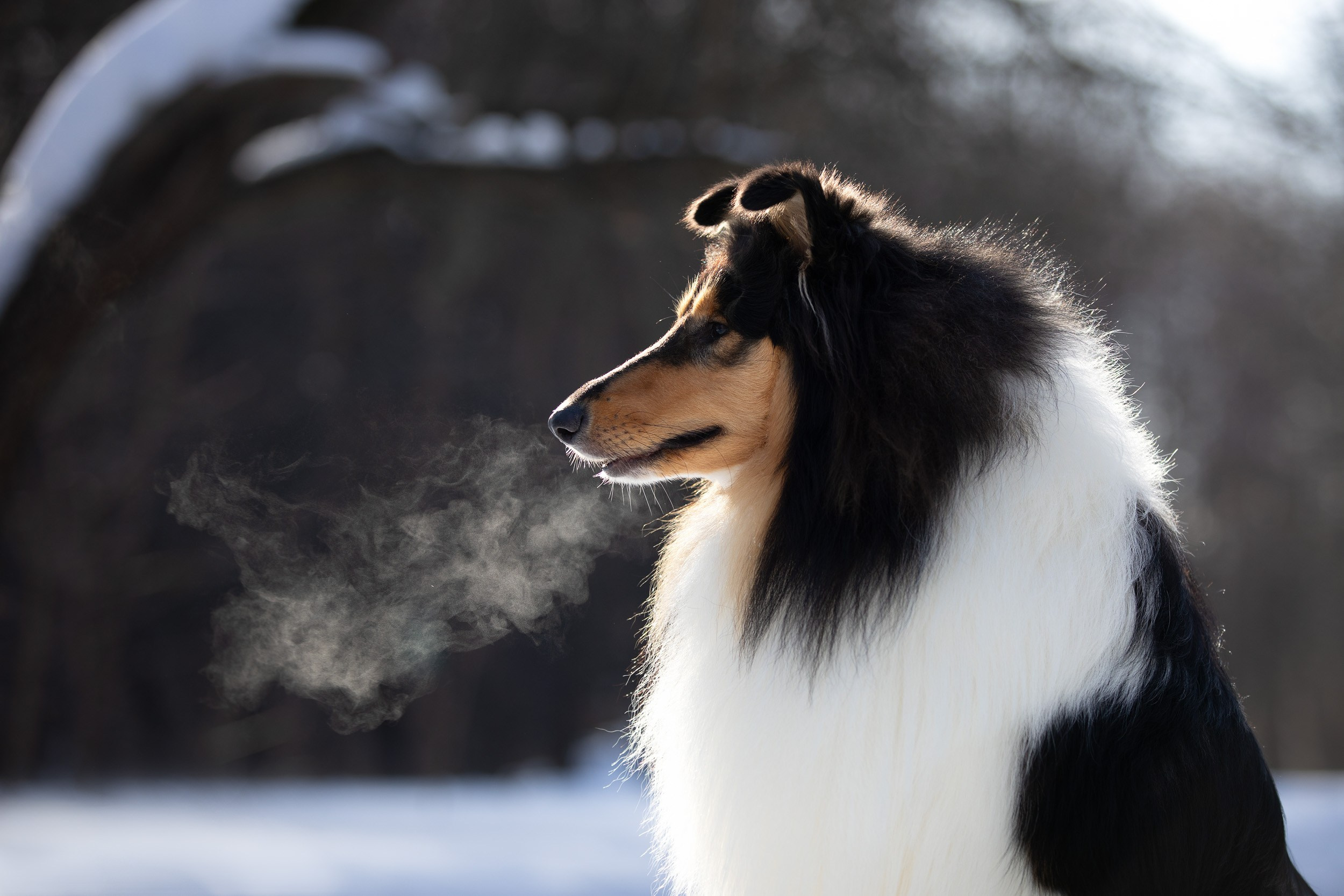 Фотопрогулка с собаками в Царицыно. Фотограф-анималист в Москве и Московской области Татьяна Фролова