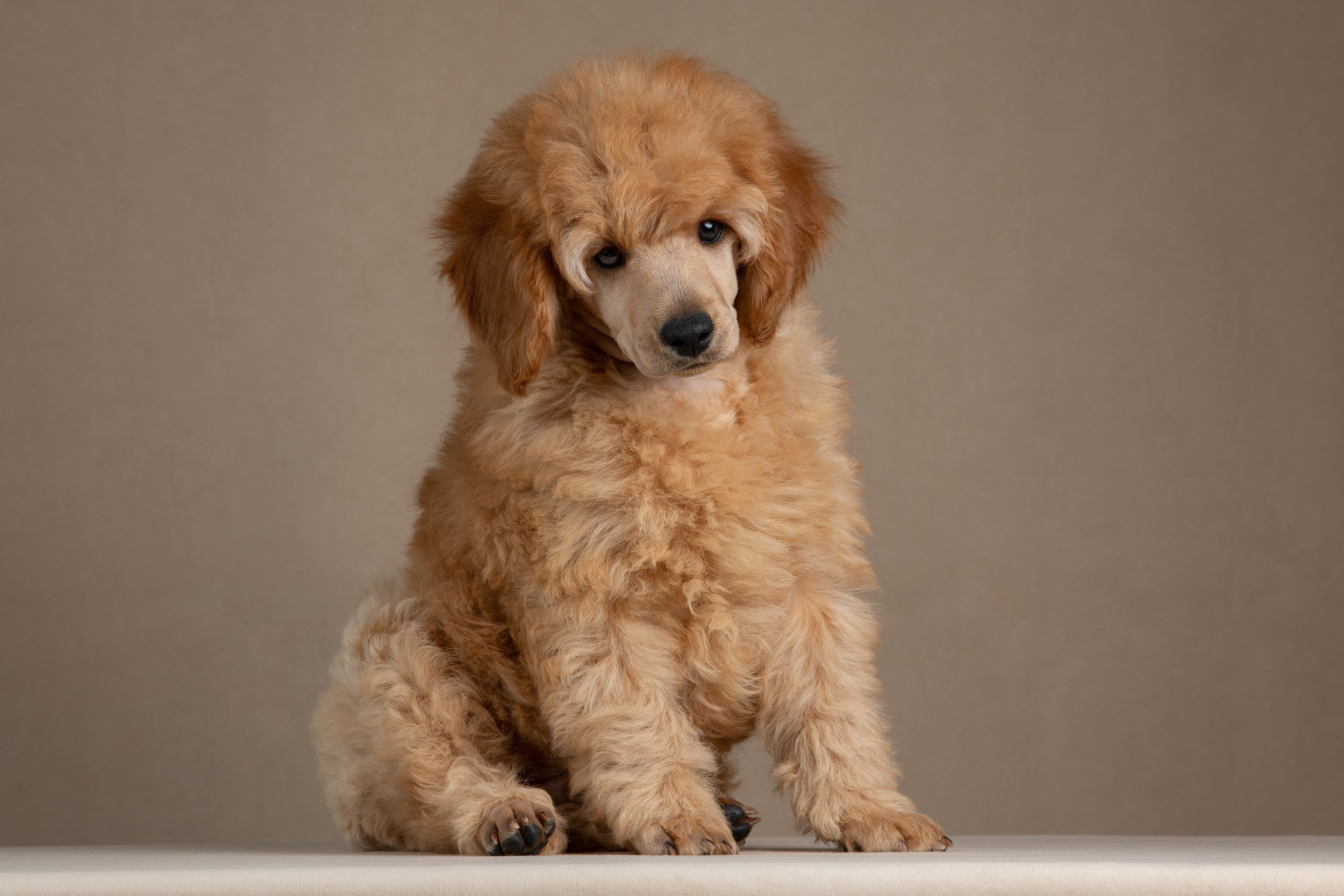 Фотосессия для щенков пуделя с выездом в Щербинку. Фотограф-анималист в Москве и Московской области Татьяна Фролова