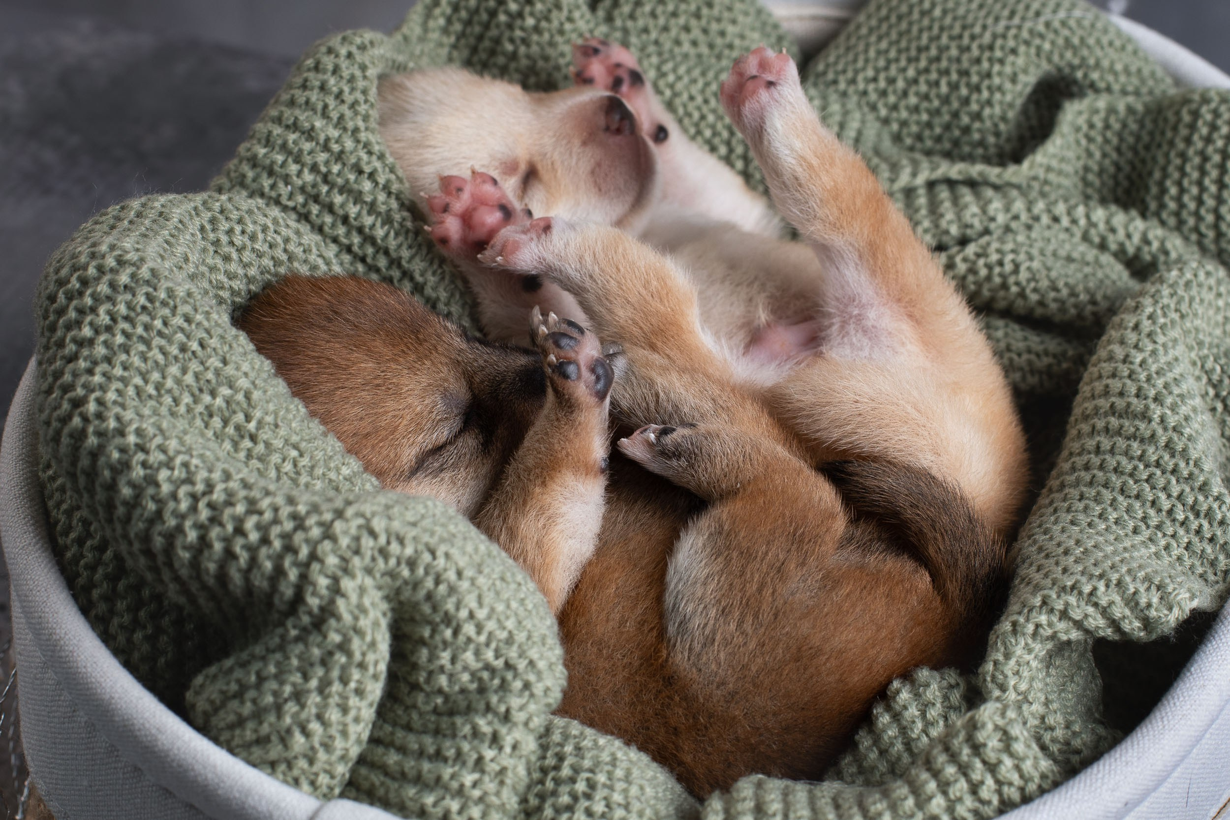 Двойняшки- фото щенков. Фотограф-анималист в Москве и Московской области Татьяна Фролова