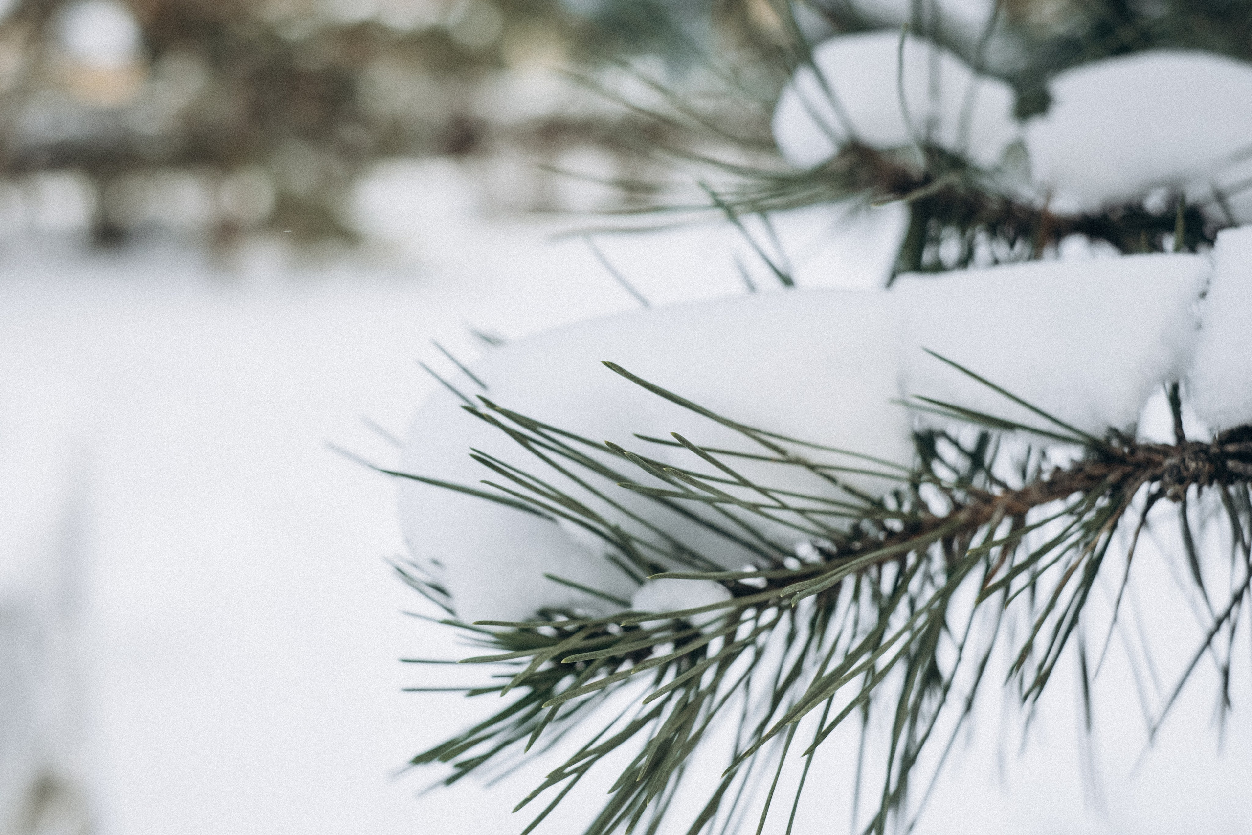 Ира и Никита. Семейный фотограф в Ростове-на-Дону Яна Макаренко