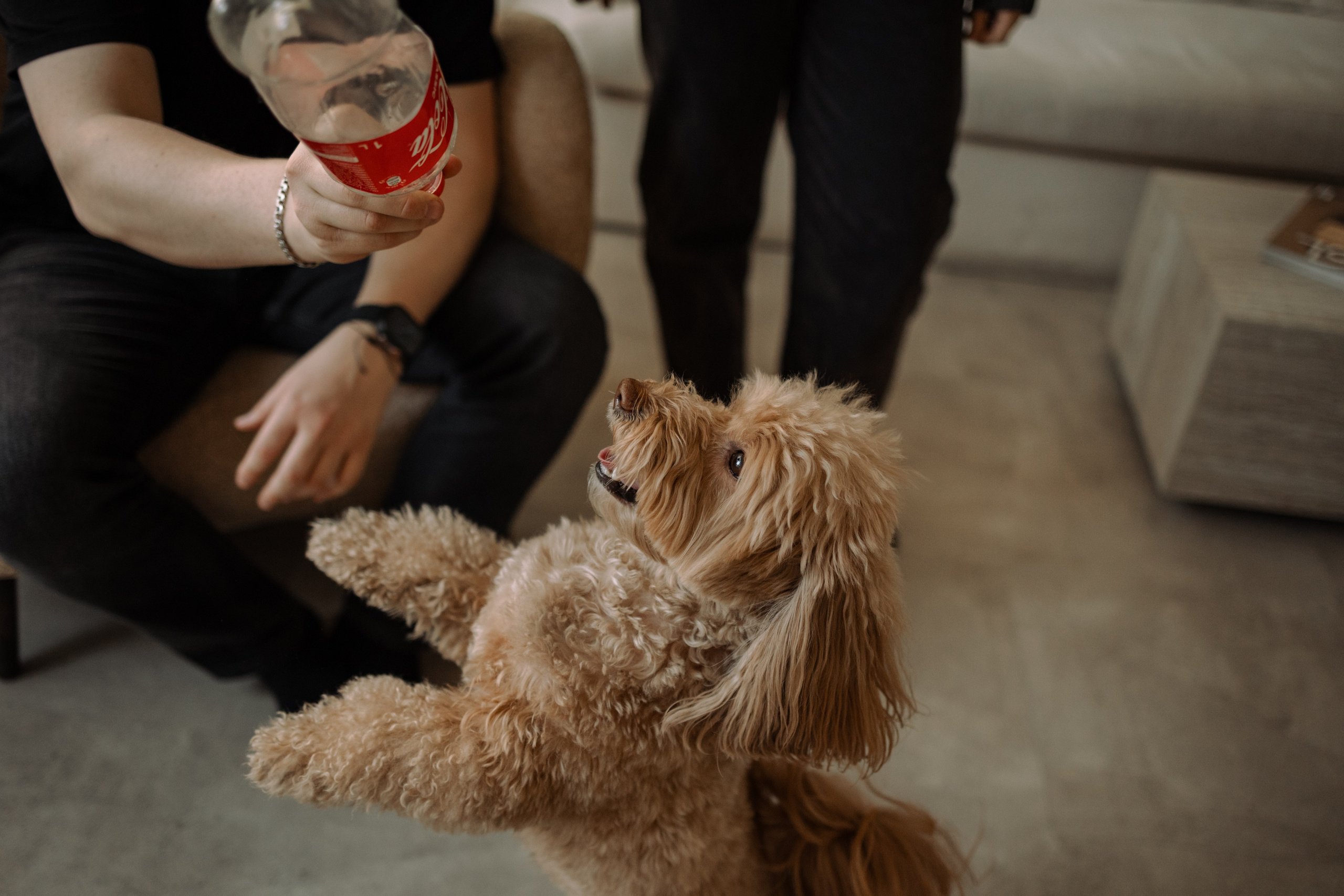 Шкипер и его семья. Фотограф — Анималист | Санкт-Петербург