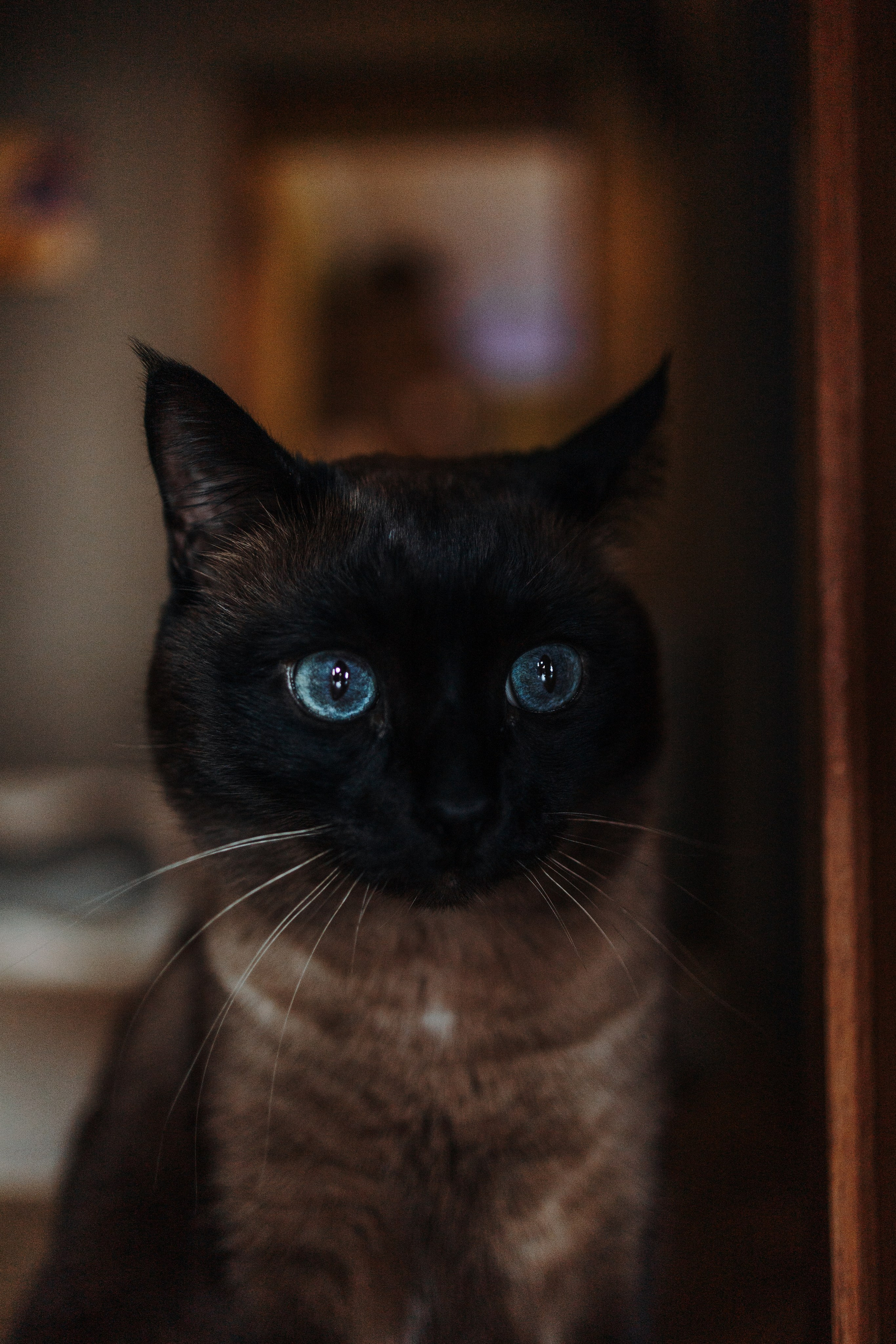 Саша и ее хвосты. Фотограф — Анималист | Санкт-Петербург