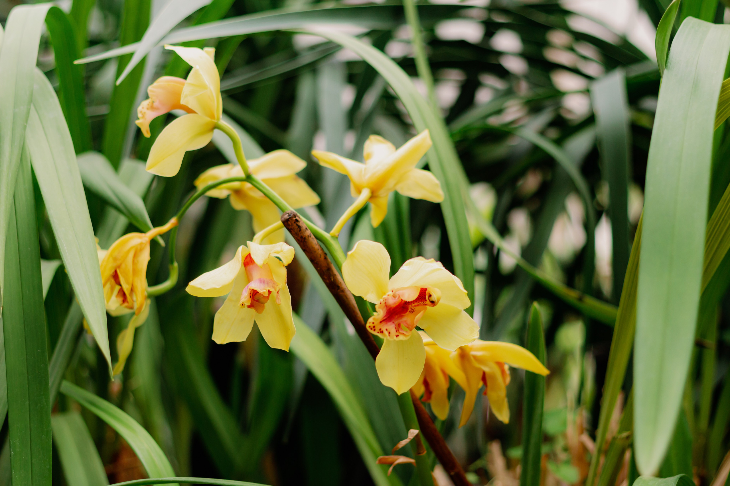 Максим и Александра. Свадебная фотосессия. Фотограф в Екатеринбурге Пойгина Елена