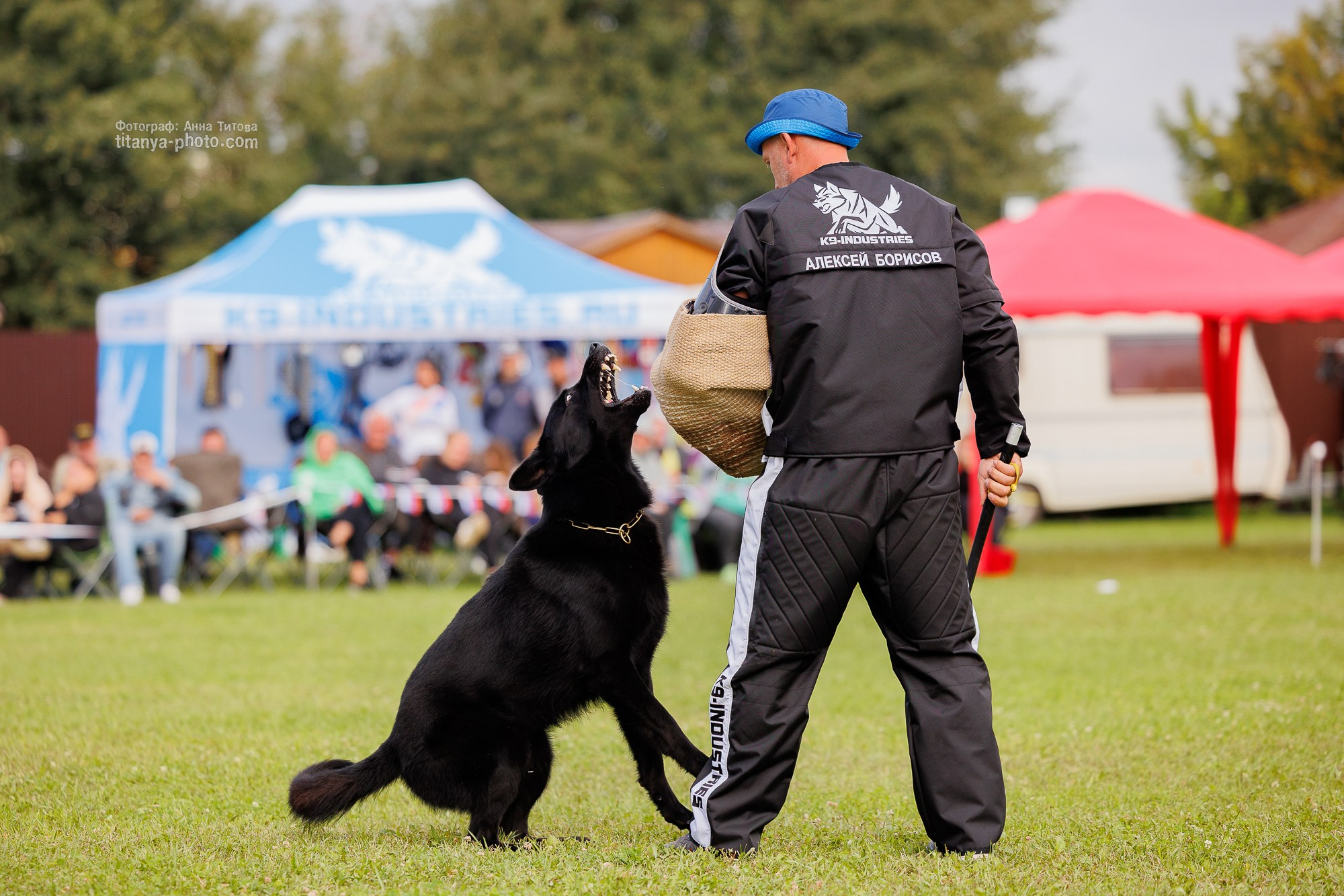 Немецкие овчарки: фото из рингов и вне ринга, мутпроба (фотографии с выставок). Фотограф собак, фотограф-анималист Аня Титова (Titanya). Москва