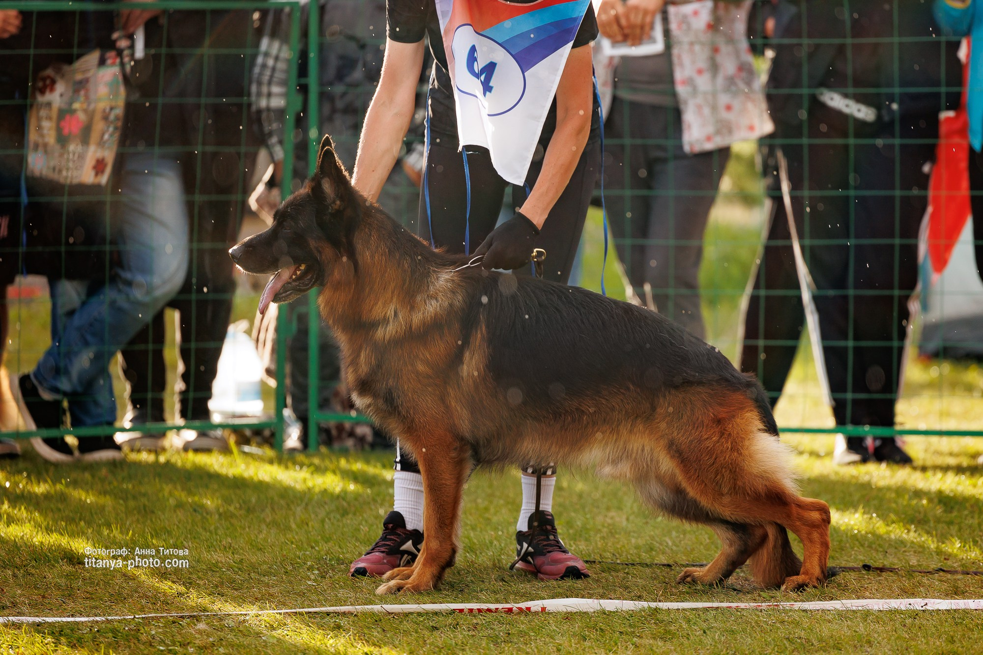 Немецкие овчарки: фото из рингов и вне ринга, мутпроба (фотографии с выставок). Фотограф собак, фотограф-анималист Аня Титова (Titanya). Москва