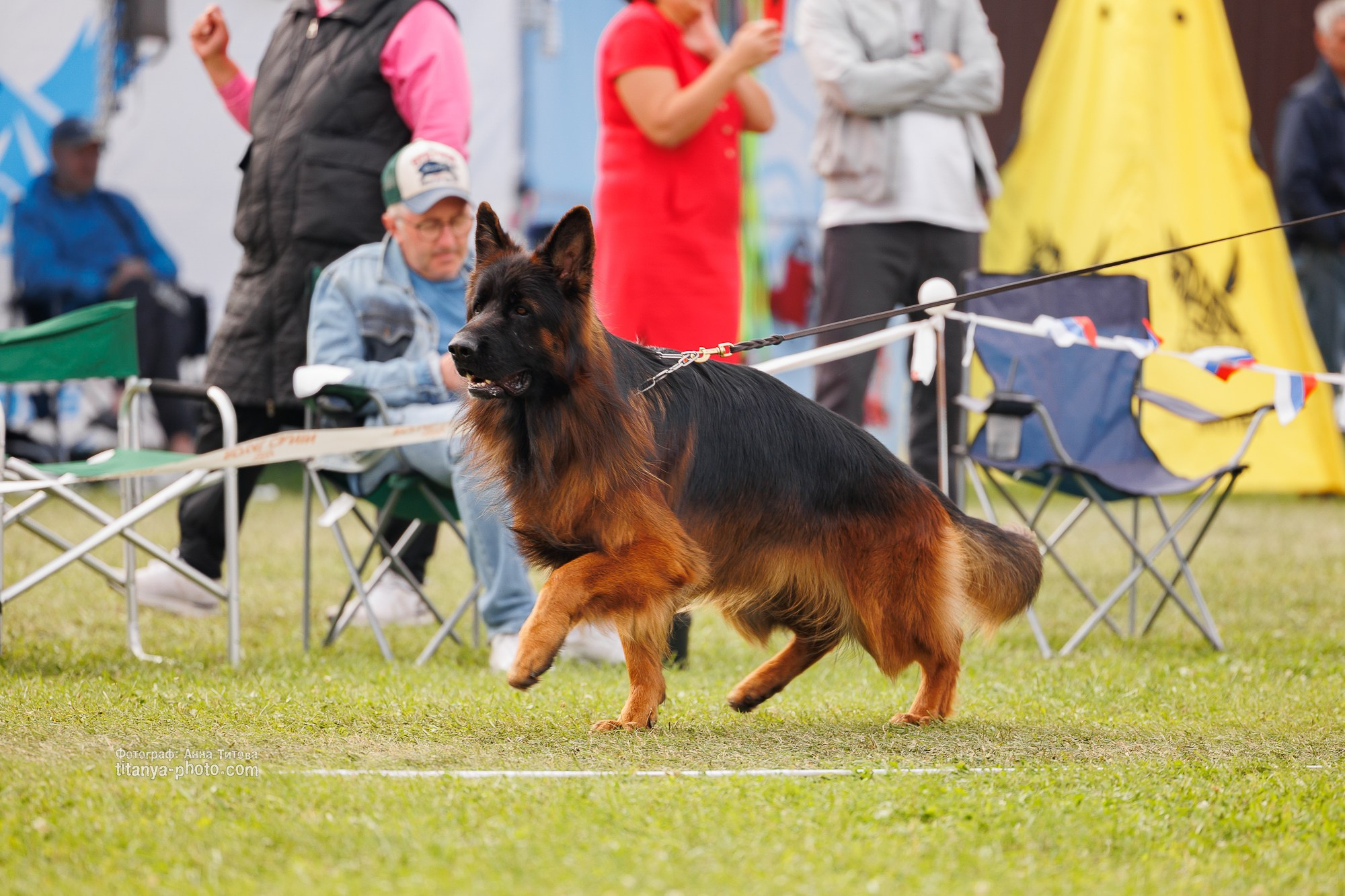 Немецкие овчарки: фото из рингов и вне ринга, мутпроба (фотографии с выставок). Фотограф собак, фотограф-анималист Аня Титова (Titanya). Москва