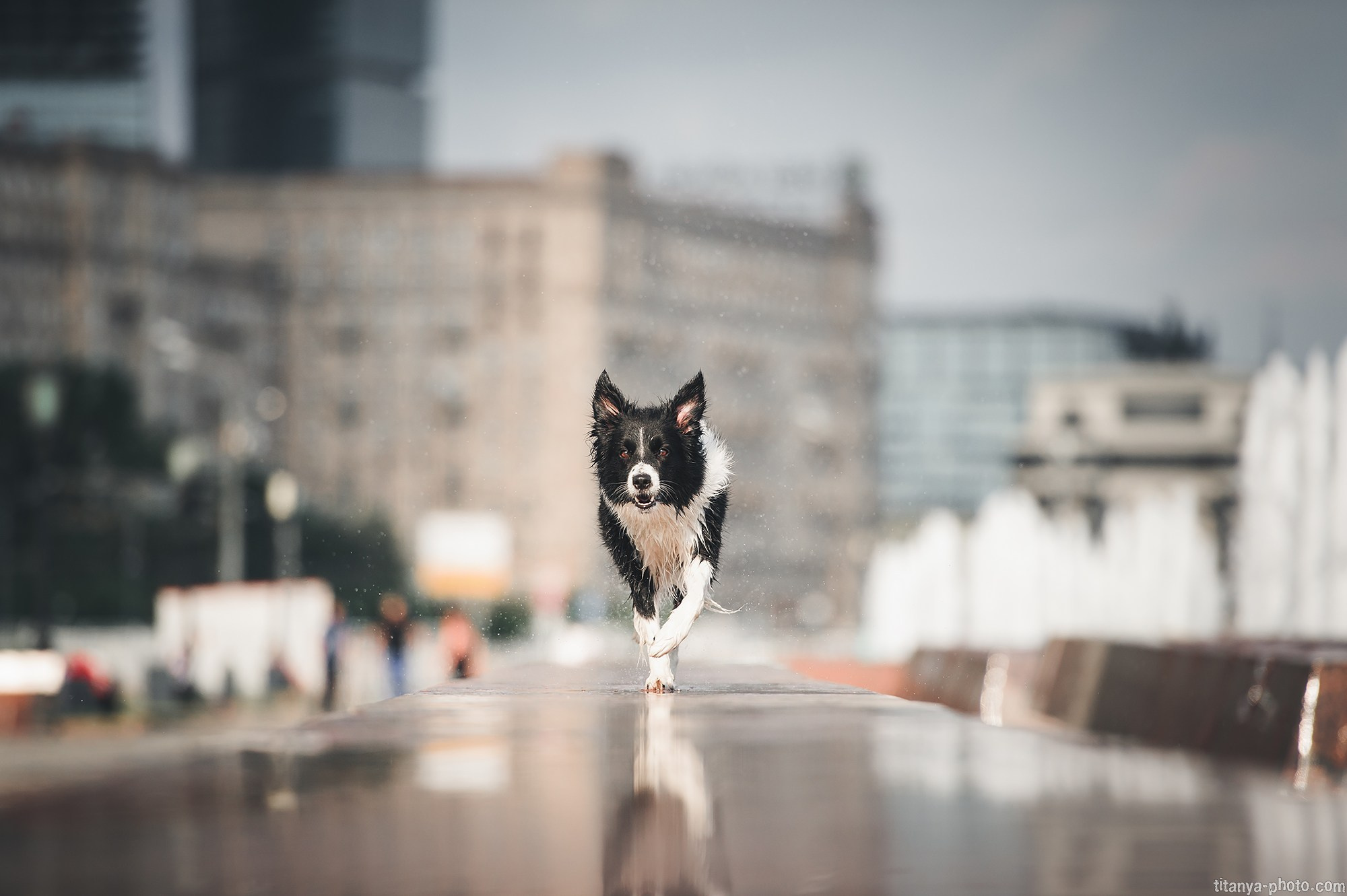 Фотография собак, фотограф-анималист Москва. Фотограф собак, фотограф-анималист Аня Титова (Titanya). Москва