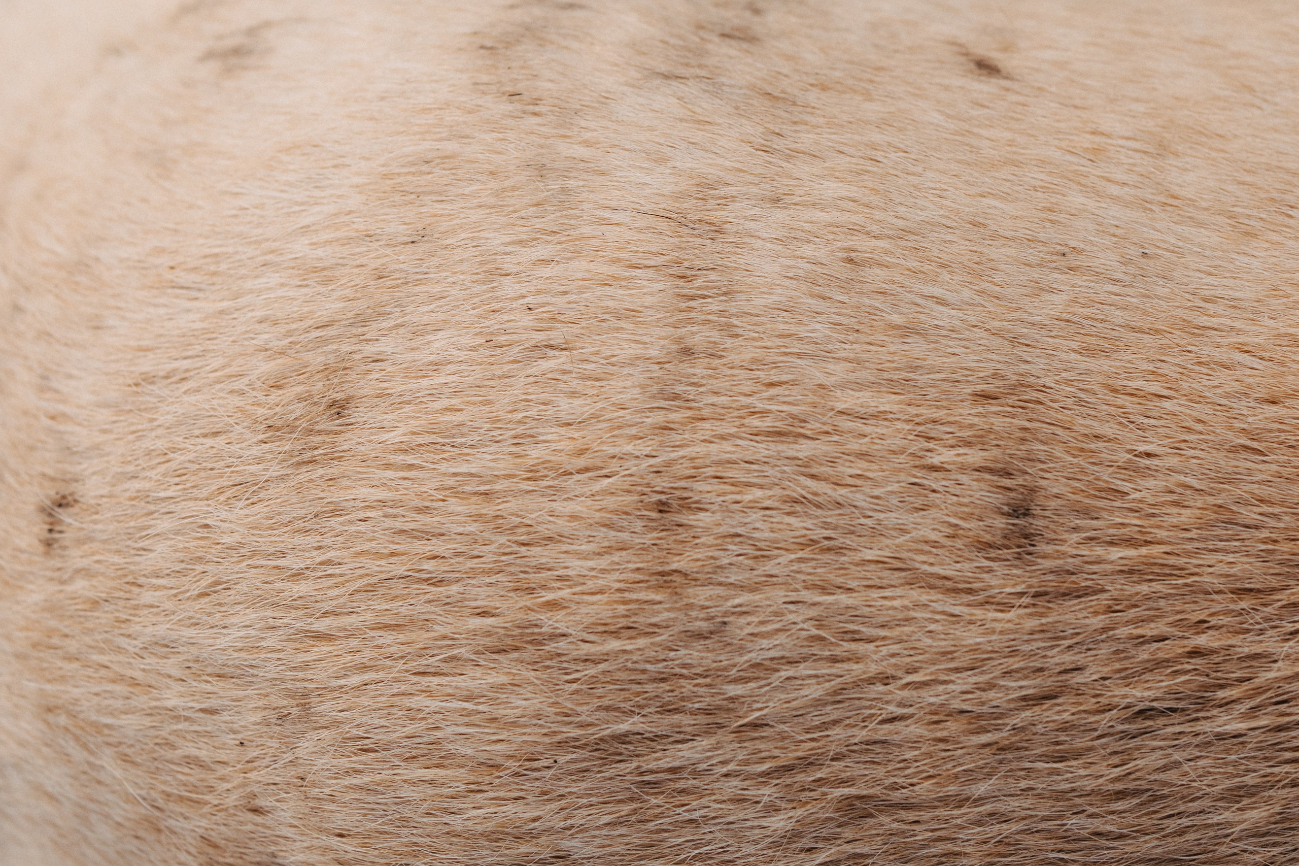 Дана и Арчи. Фотограф-анималист Анастасия Большакова