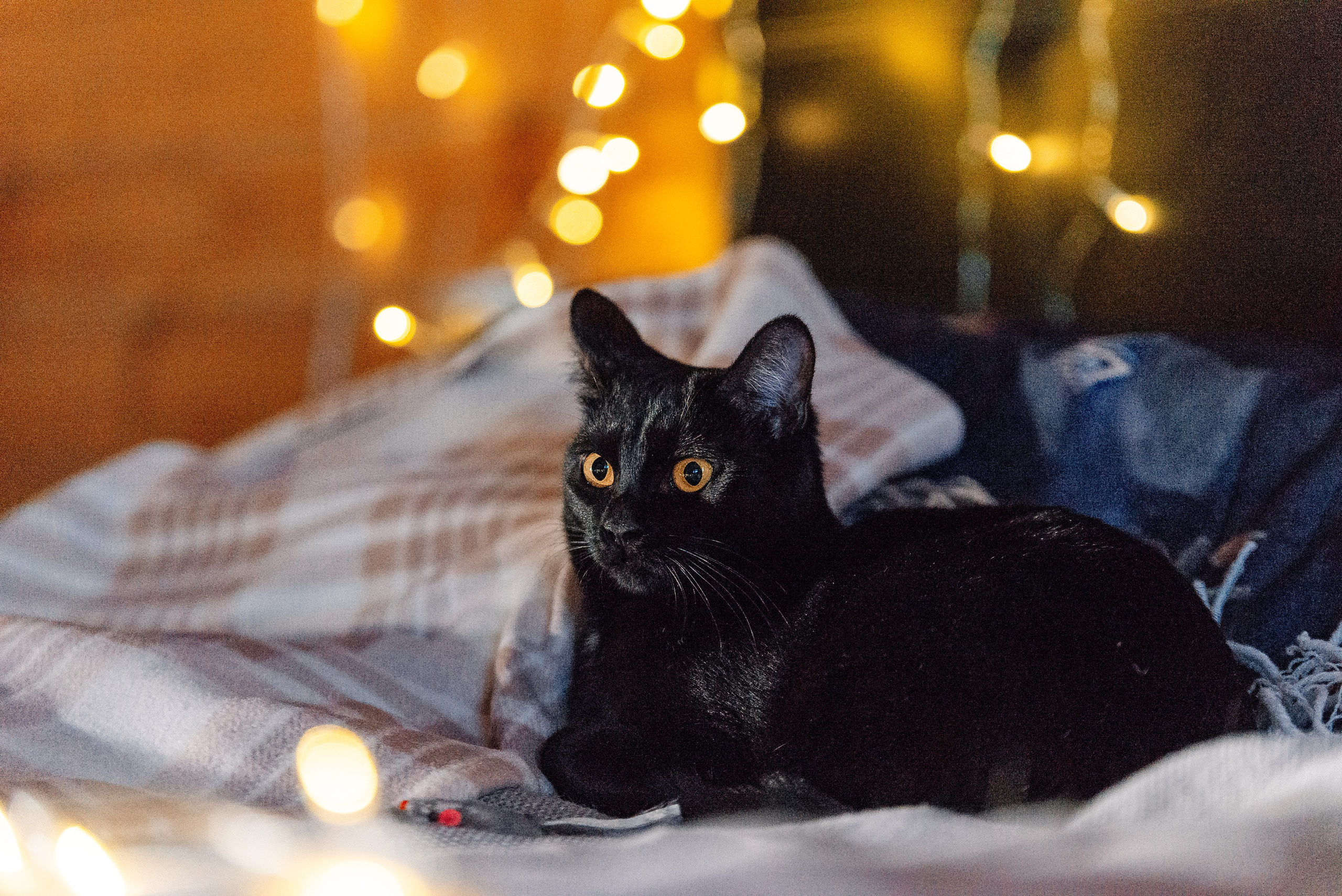 Светлана, Альфа и кошки ✨. Фотограф-анималист Анастасия Парфенова|Екатеринбург