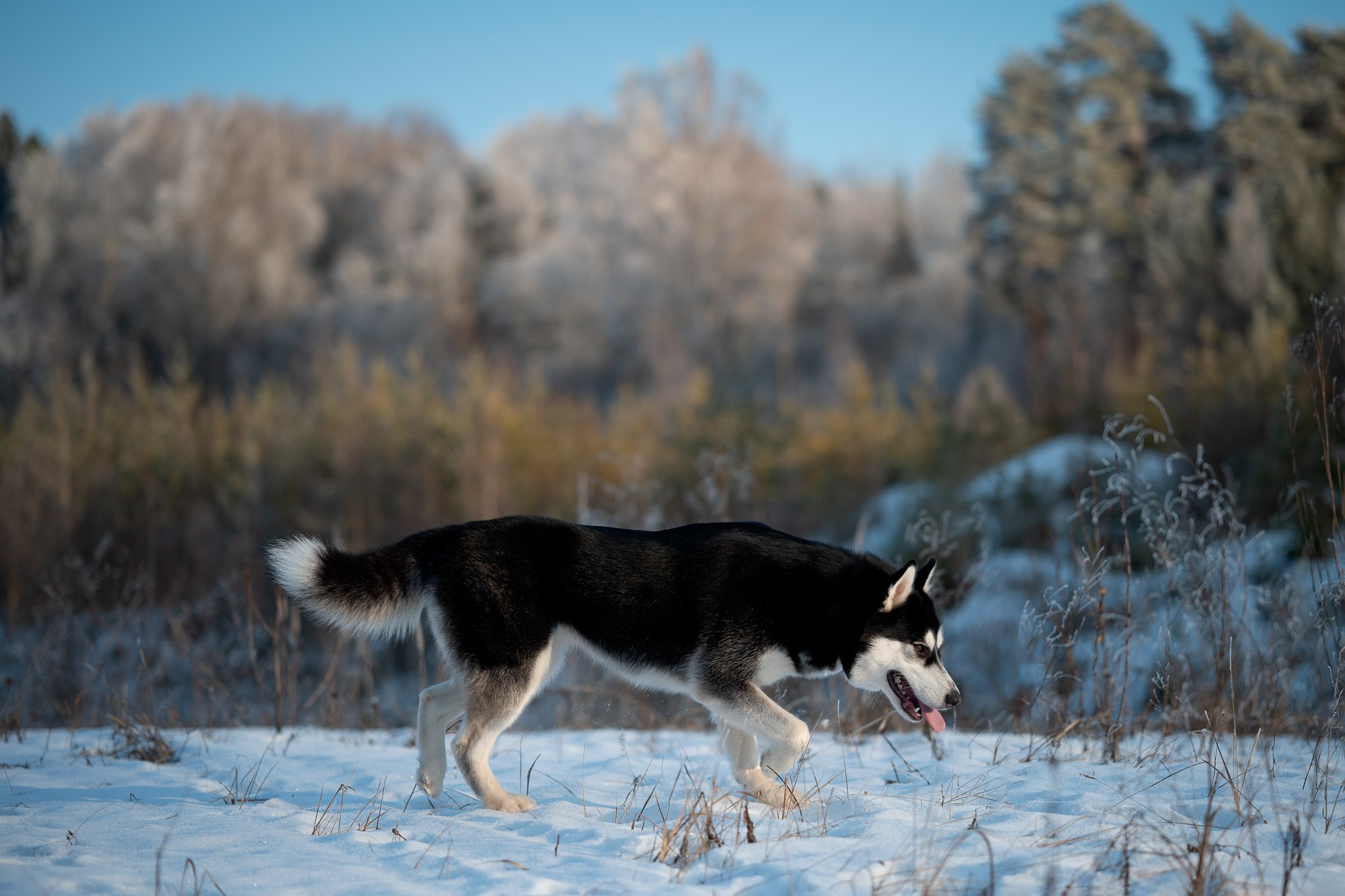 Прогулка в лесу. Творческий фотограф Вологда