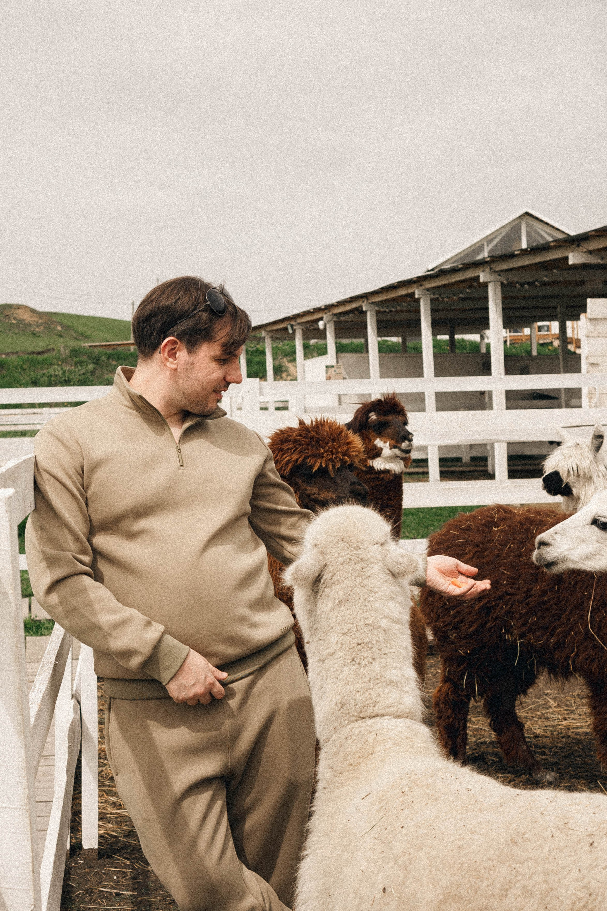 Ферма Альпак. Профессиональный фотограф, Санкт-Петербург — Виктория Богомолова
