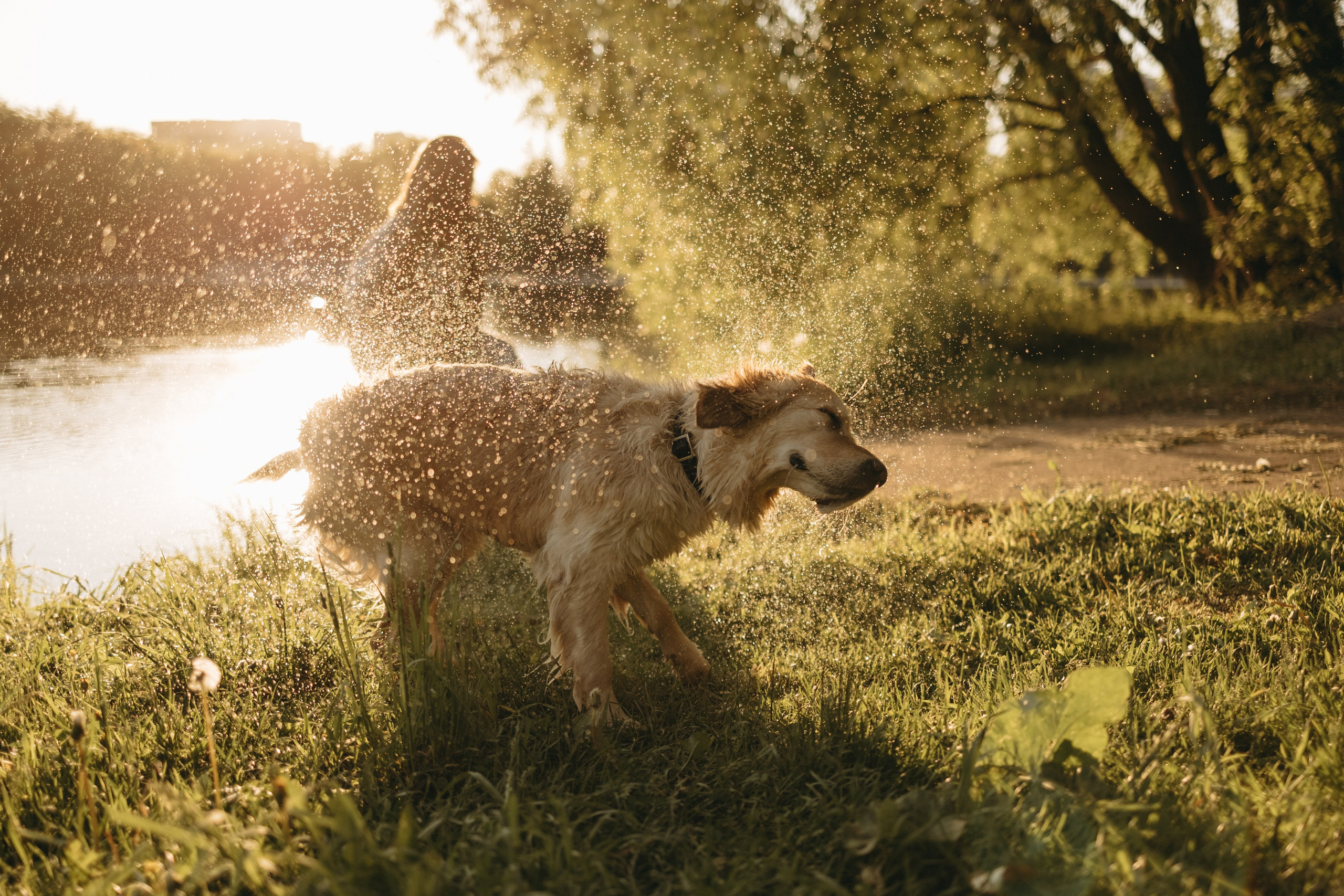 Пенни и ребята. Фотограф — Анималист | Санкт-Петербург