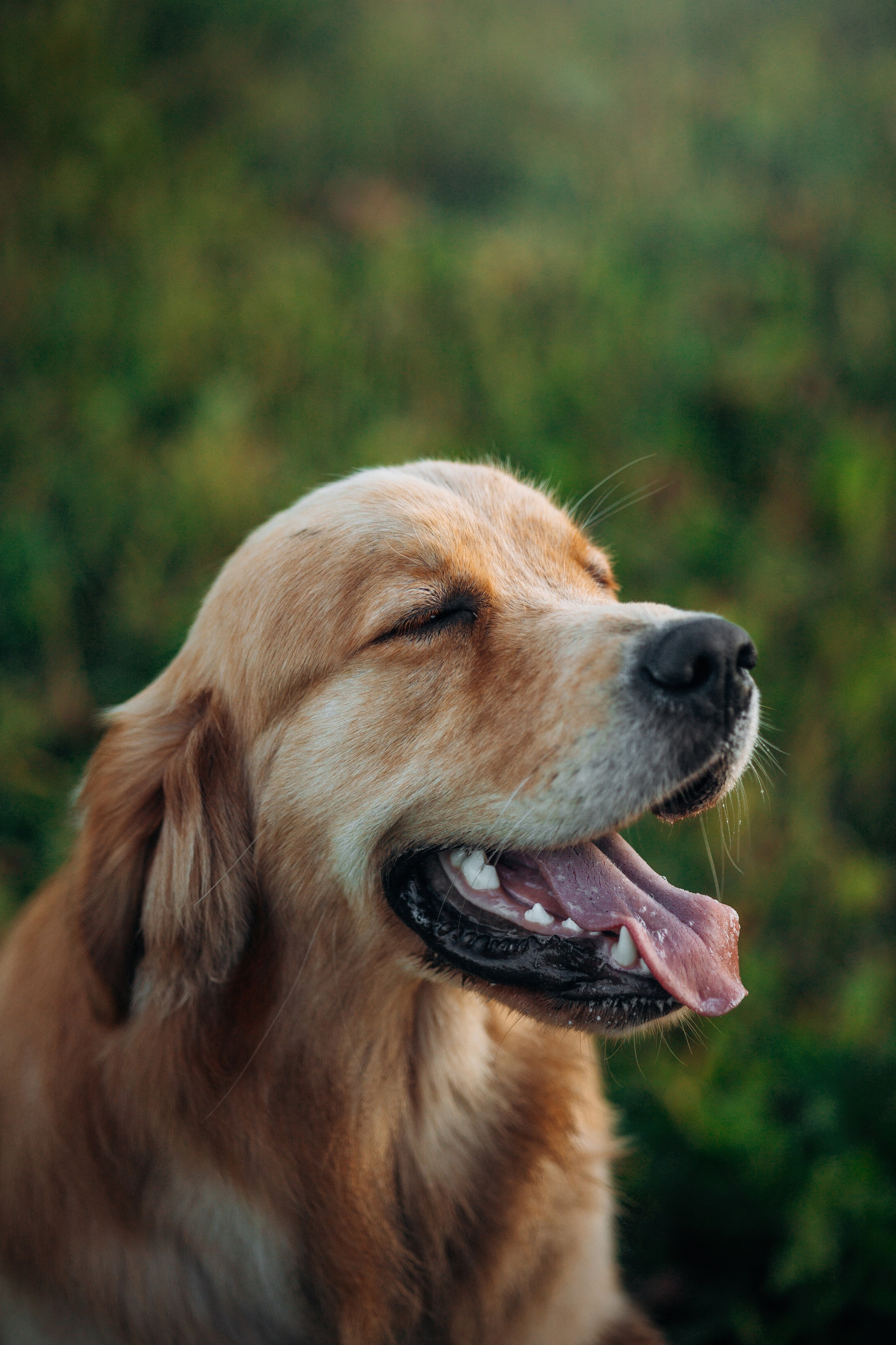 Аня и Ноллан. Фотограф — Анималист | Санкт-Петербург