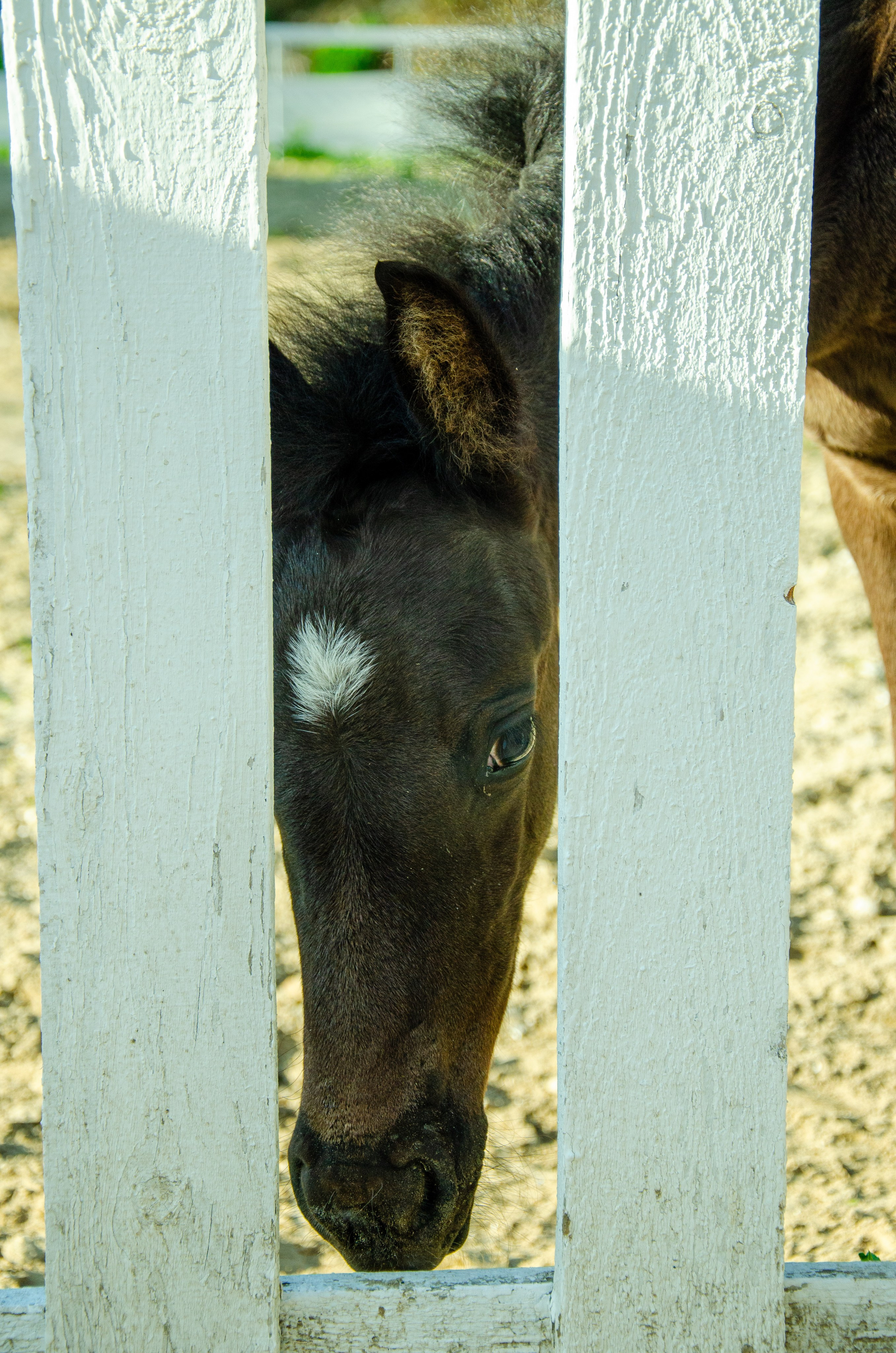 Лошади. Мультифотограф Виктория Лихоманова