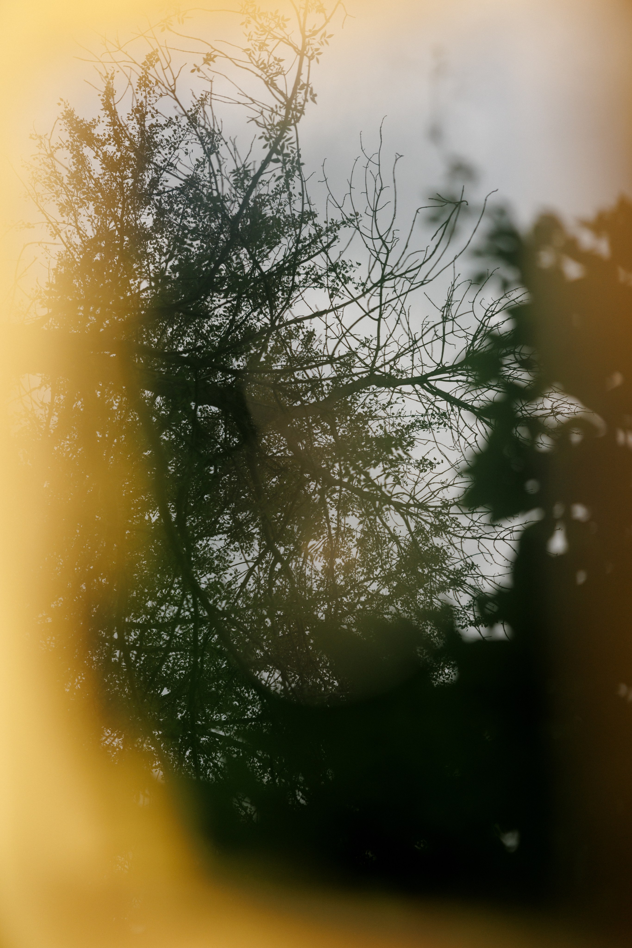 Ромашковые ромашки. Свадебный и семейный фотограф в Твери, Москве, Санкт-Петербурге