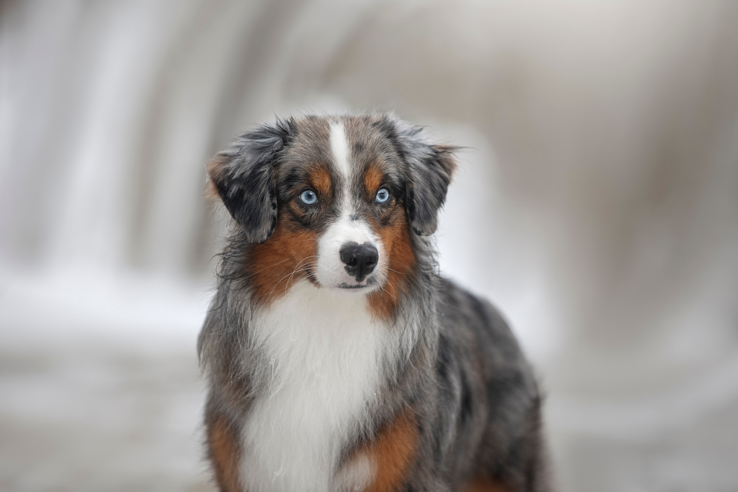 Дария, Макс, Сезам и Чили. Фотограф анималист в Москве Майорова Евгения