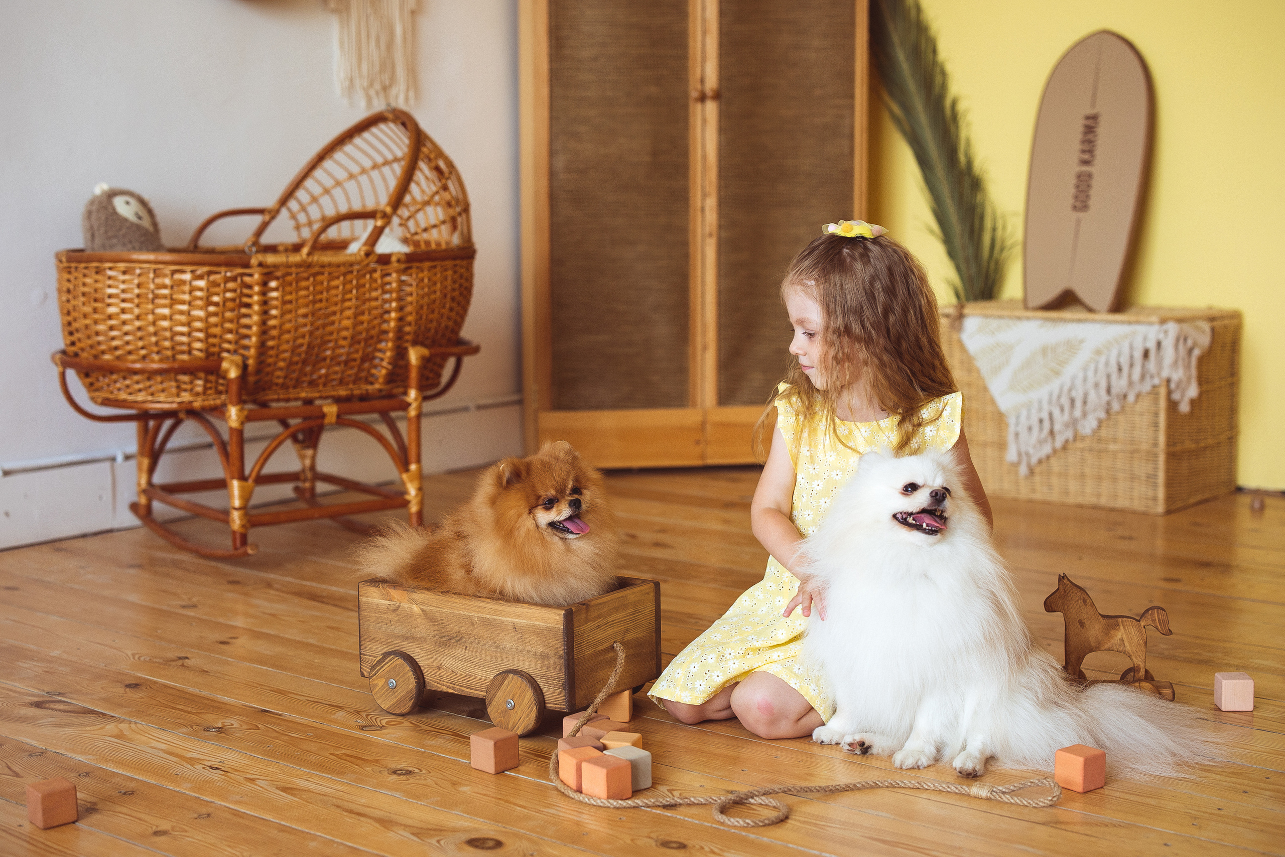 Собачки (шпицы). Семейный и детский фотограф в Краснодаре Анна Трашкова