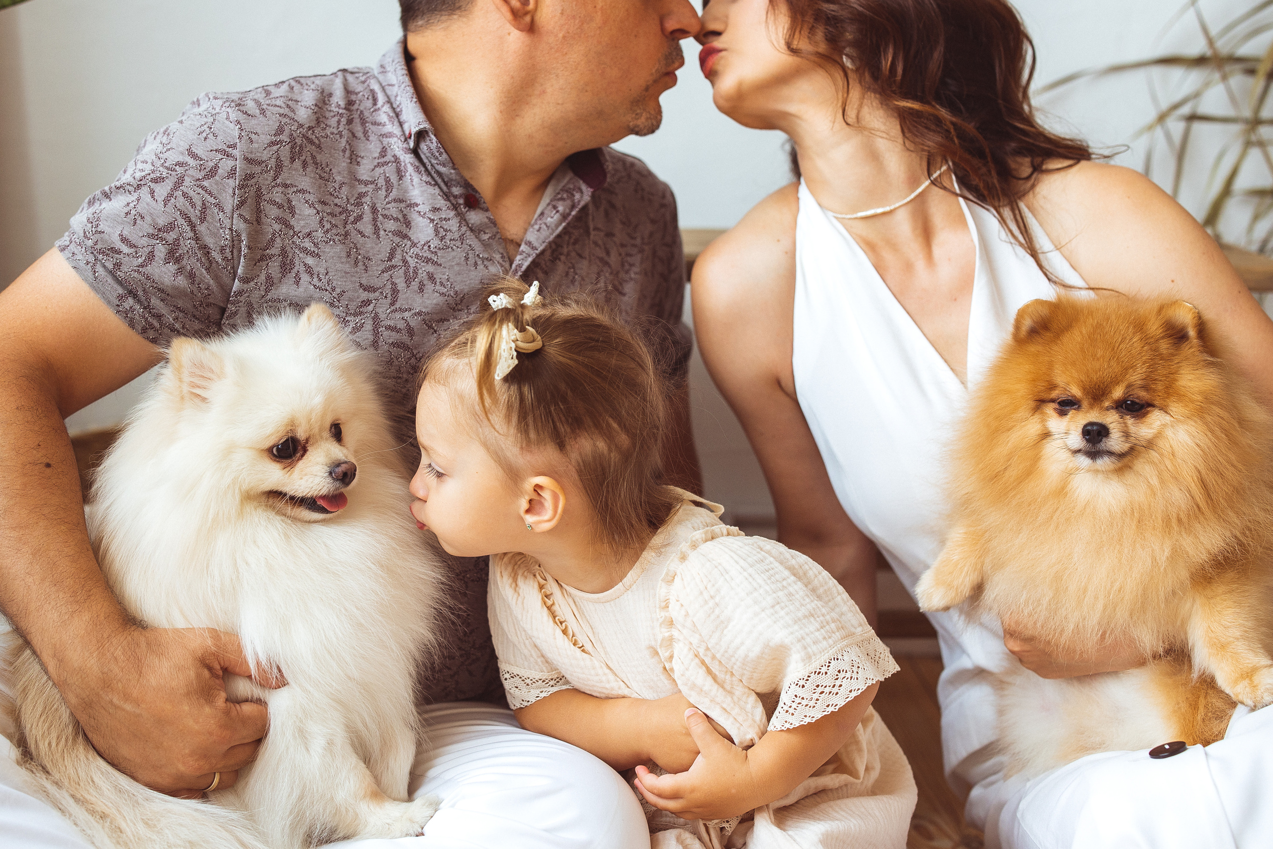 Собачки (шпицы). Семейный и детский фотограф в Краснодаре Анна Трашкова