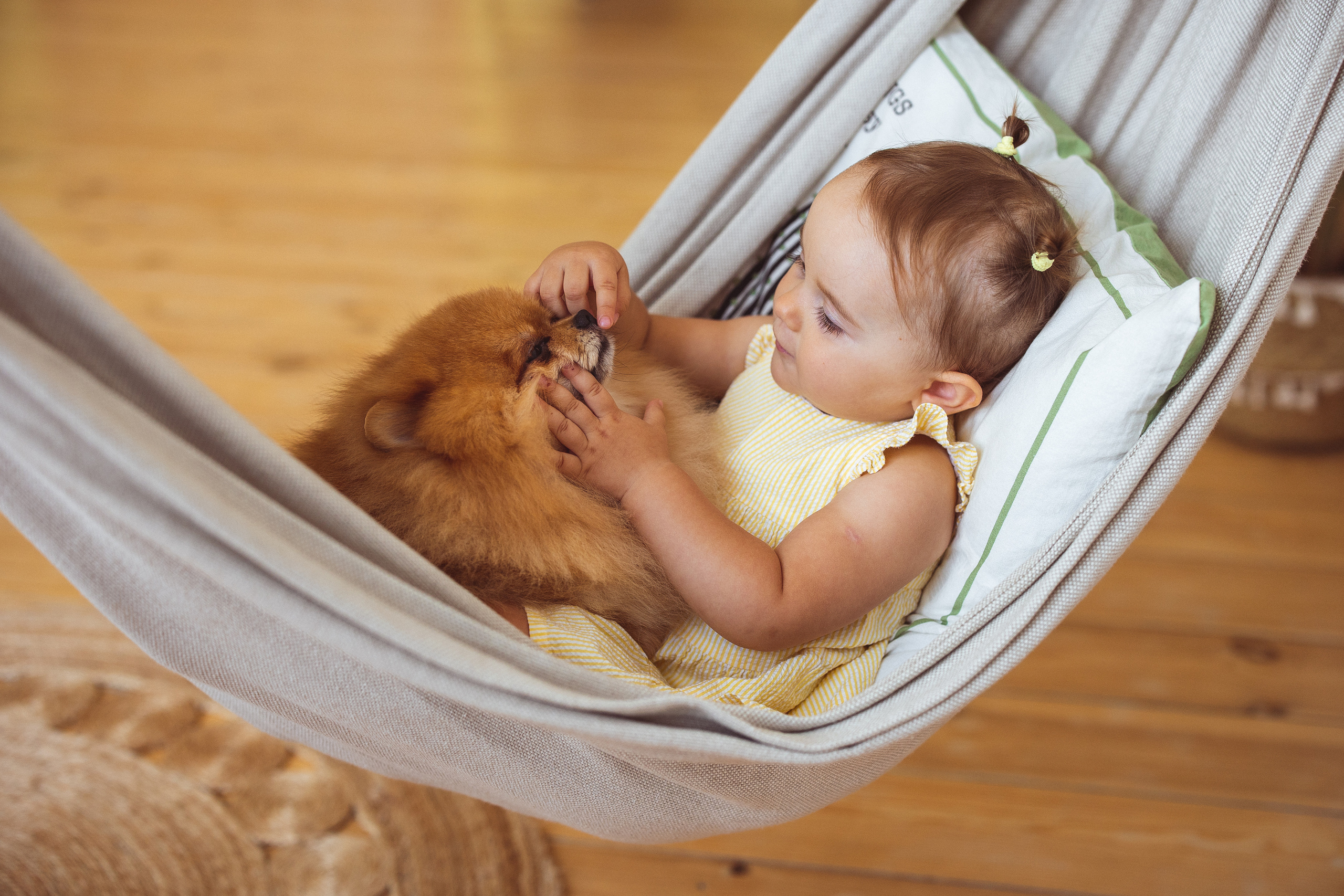 Собачки (шпицы). Семейный и детский фотограф в Краснодаре Анна Трашкова
