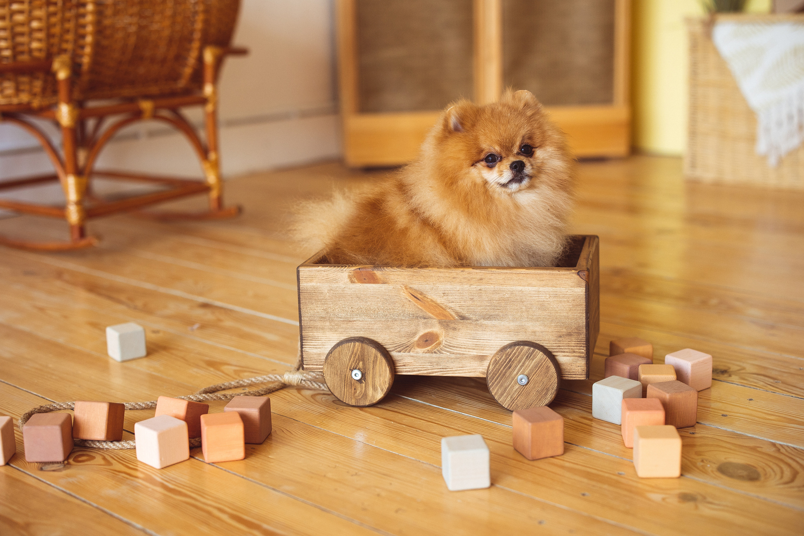 Собачки (шпицы). Семейный и детский фотограф в Краснодаре Анна Трашкова