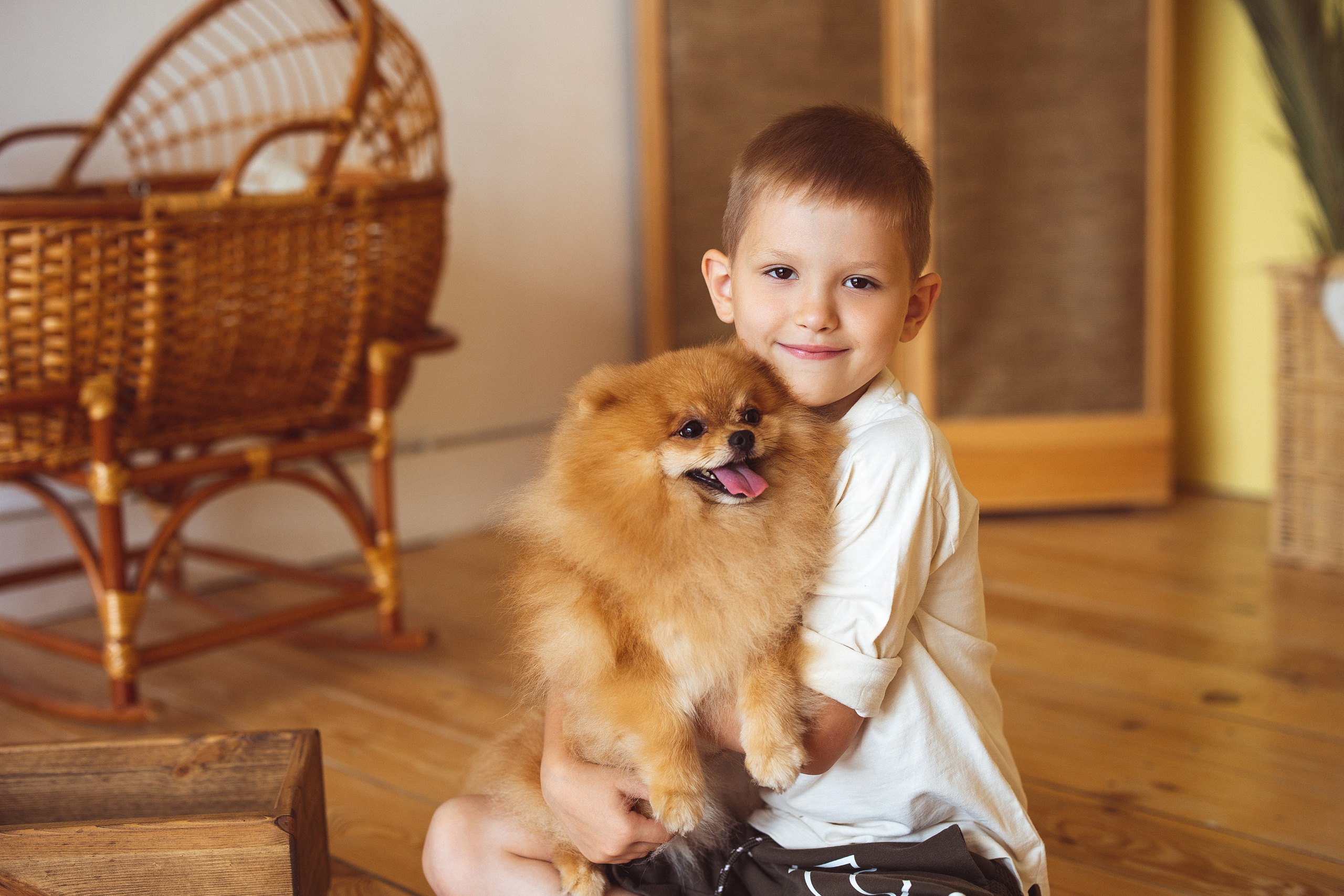 Собачки (шпицы). Семейный и детский фотограф в Краснодаре Анна Трашкова
