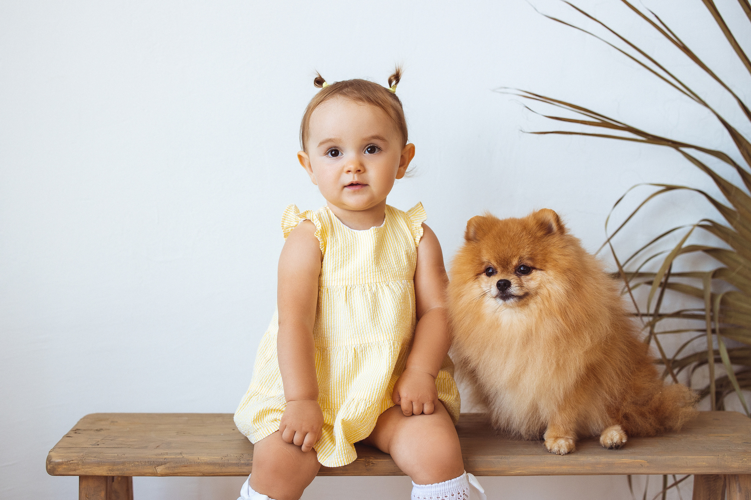 Собачки (шпицы). Семейный и детский фотограф в Краснодаре Анна Трашкова