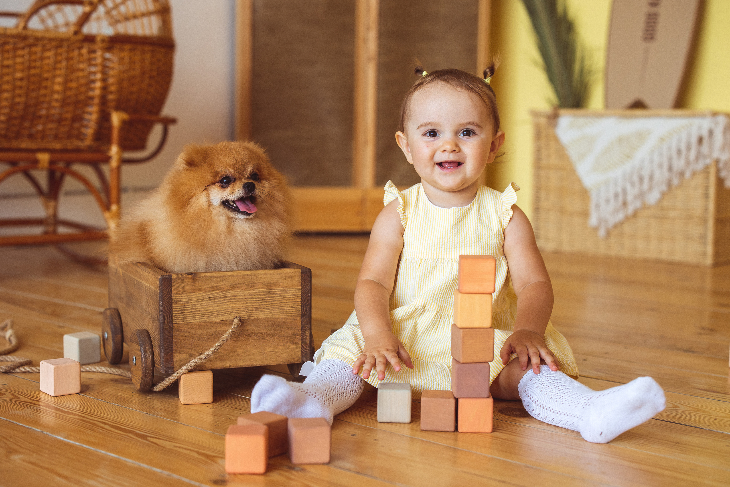Собачки (шпицы). Семейный и детский фотограф в Краснодаре Анна Трашкова