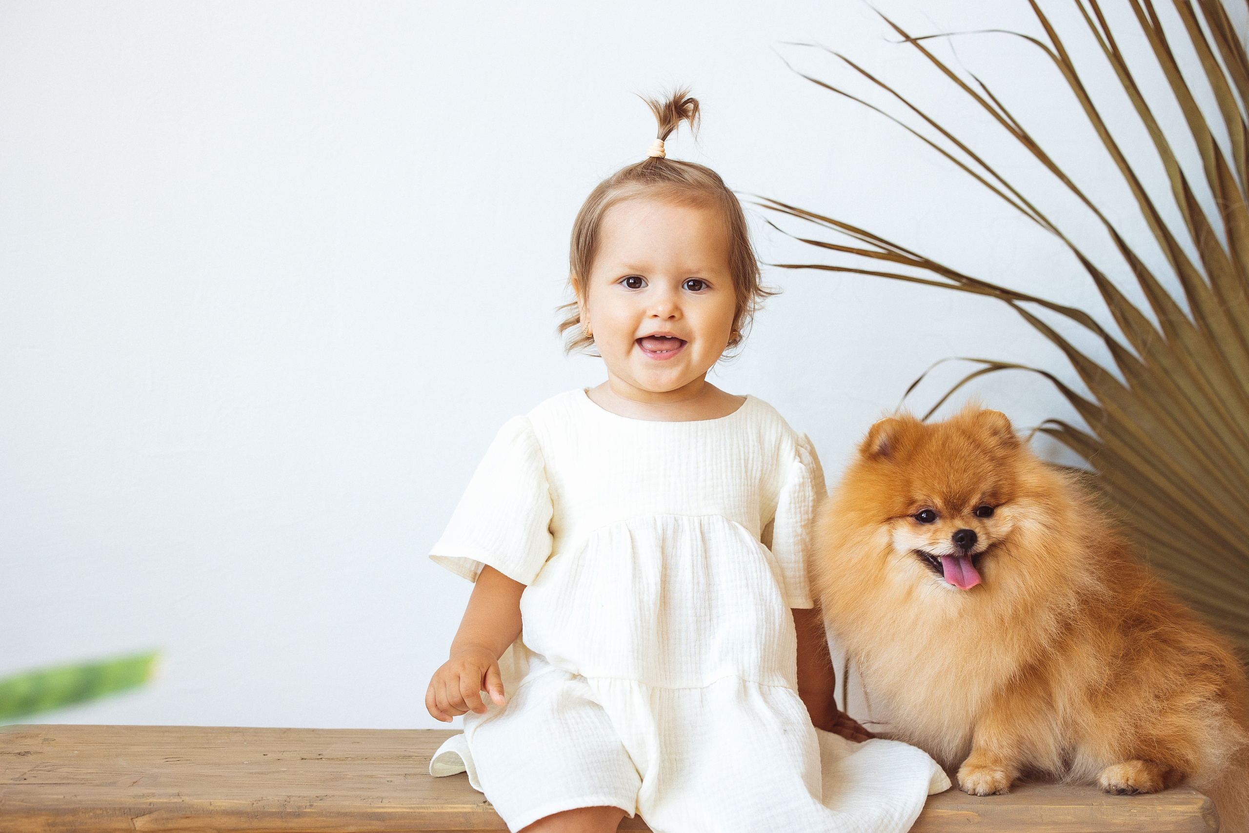 Собачки (шпицы). Семейный и детский фотограф в Краснодаре Анна Трашкова