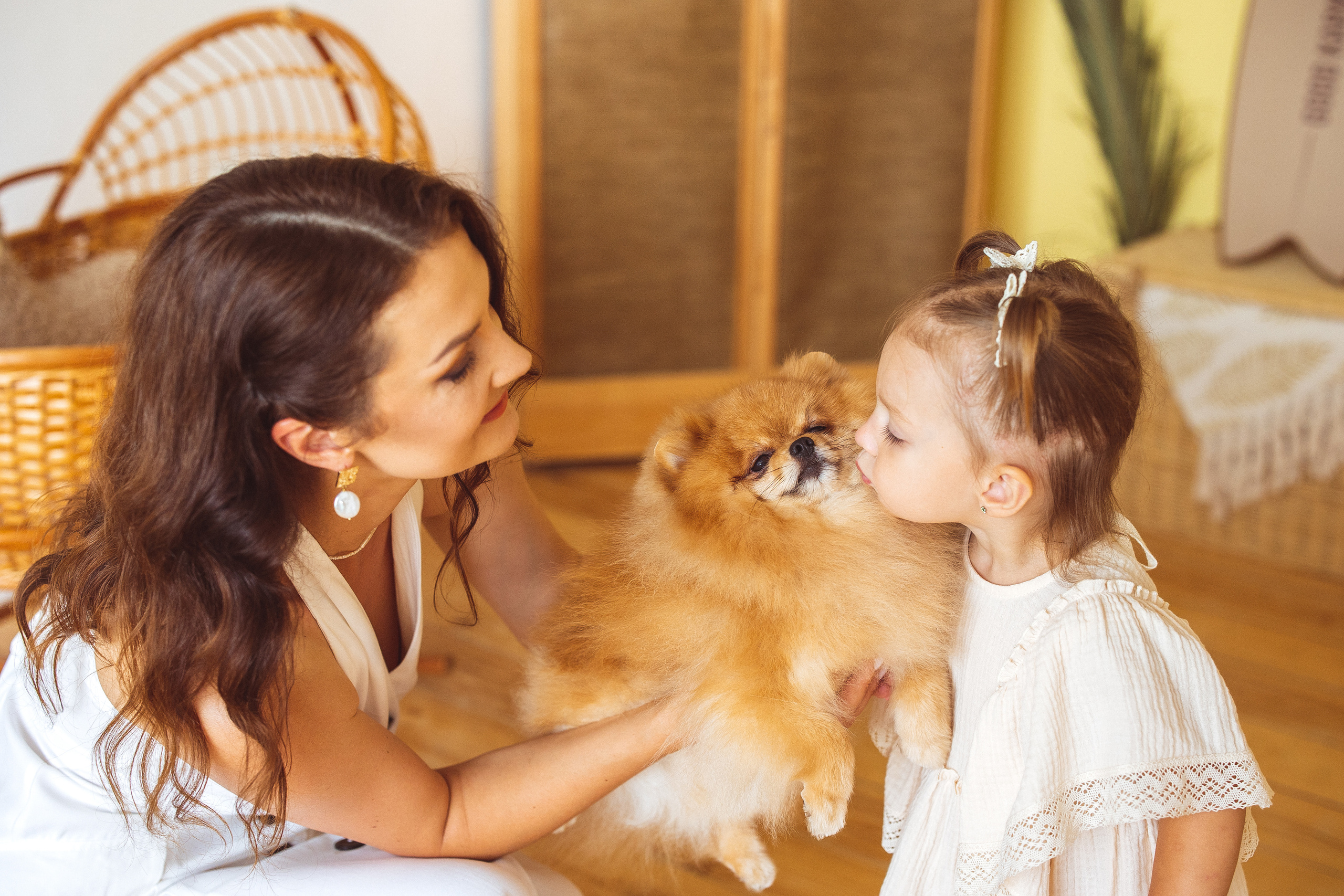 Собачки (шпицы). Семейный и детский фотограф в Краснодаре Анна Трашкова