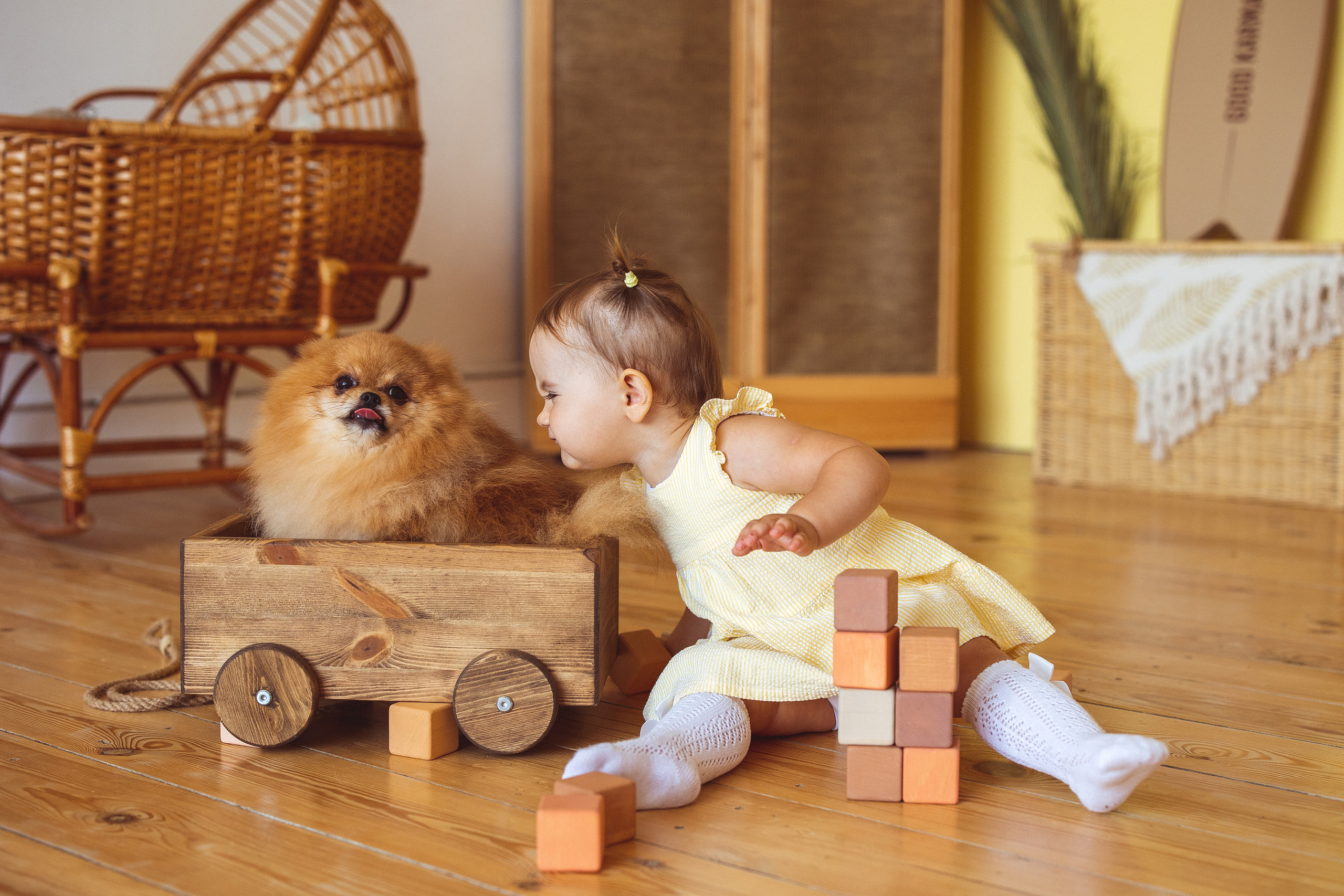 Собачки (шпицы). Семейный и детский фотограф в Краснодаре Анна Трашкова