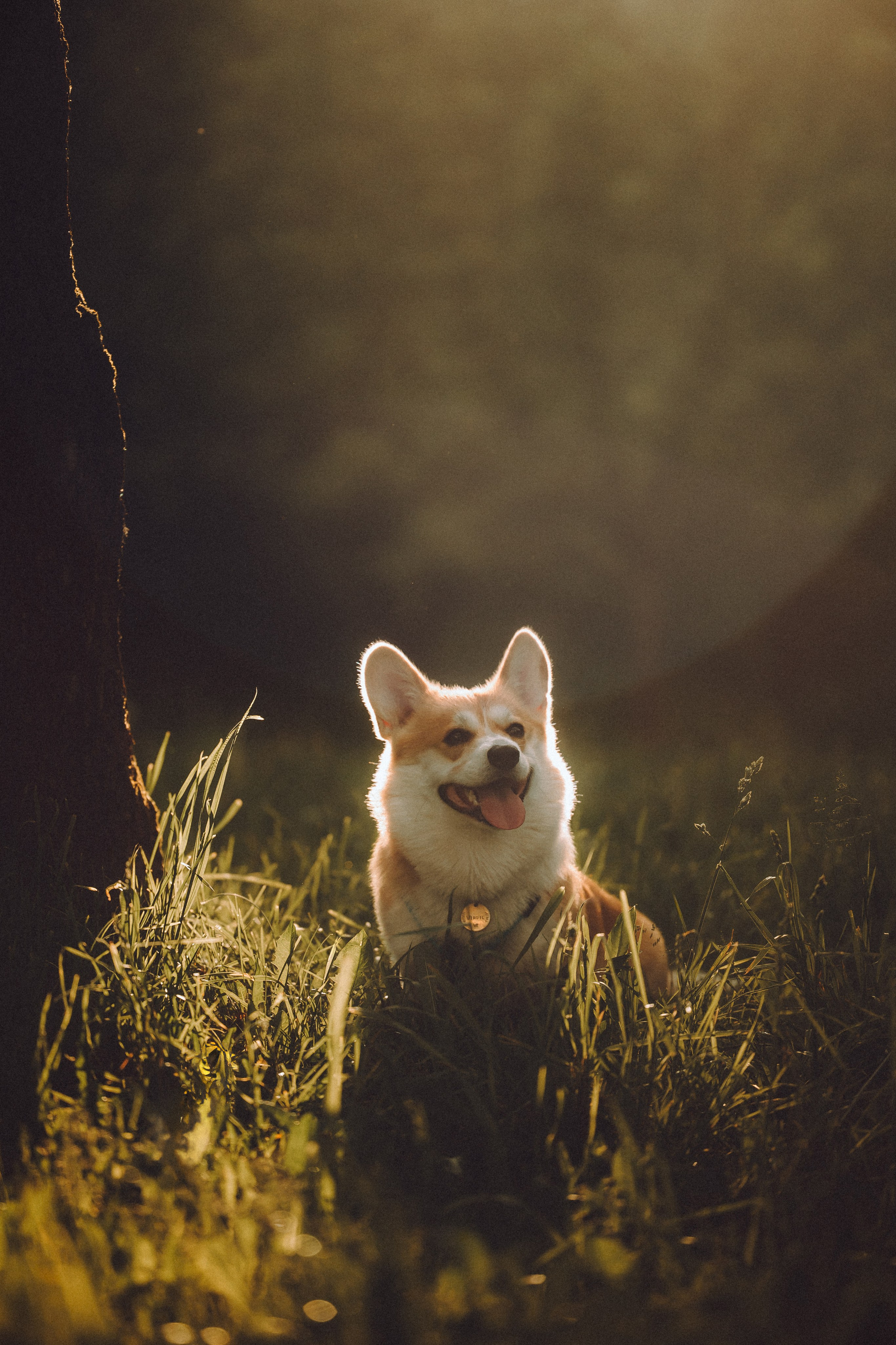 Вирджик и его семья