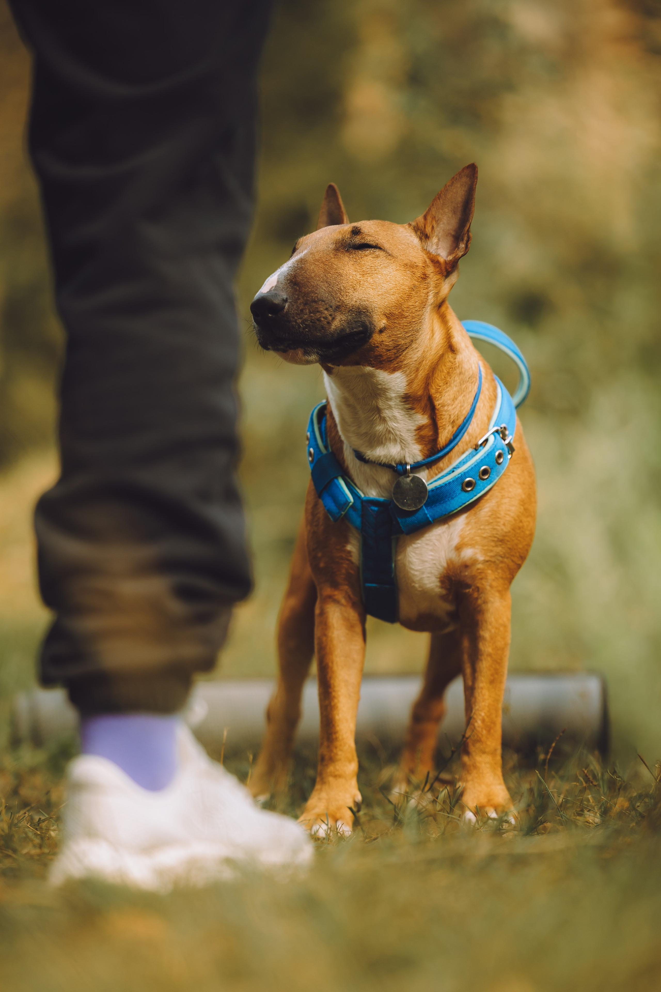 Выездной дог-тренинг от школы «Шерсть имею», Тованово