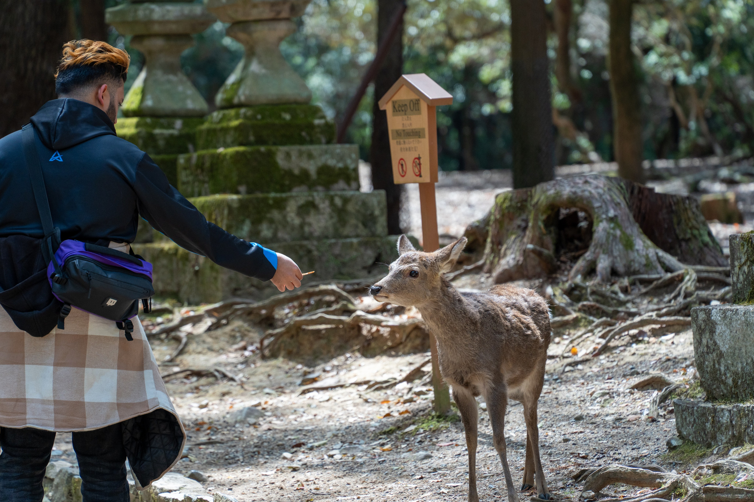 Япония, сакура. Творческие сьемки