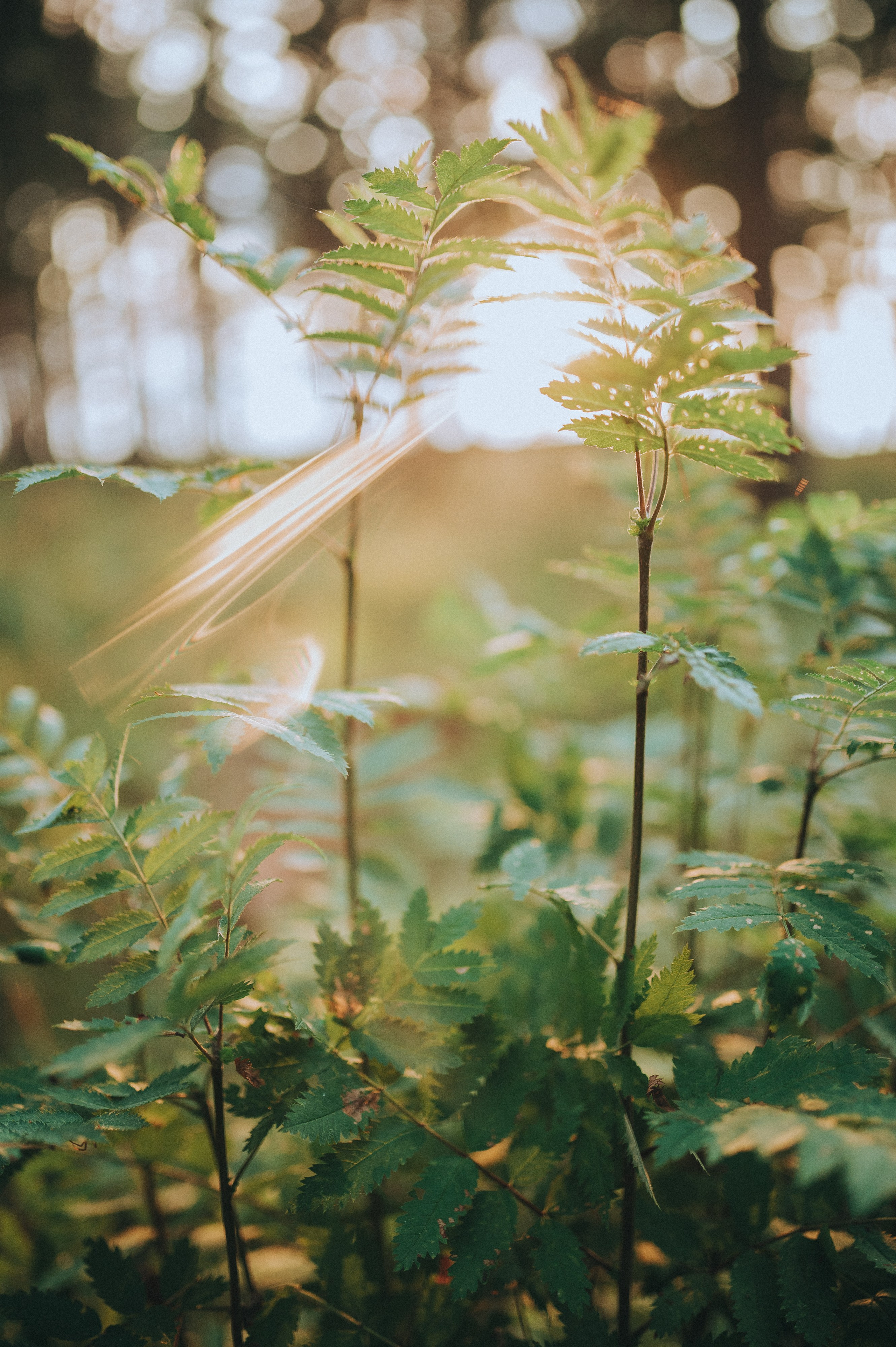 Её гармония. SARKISOPH | Фотограф Волгоград