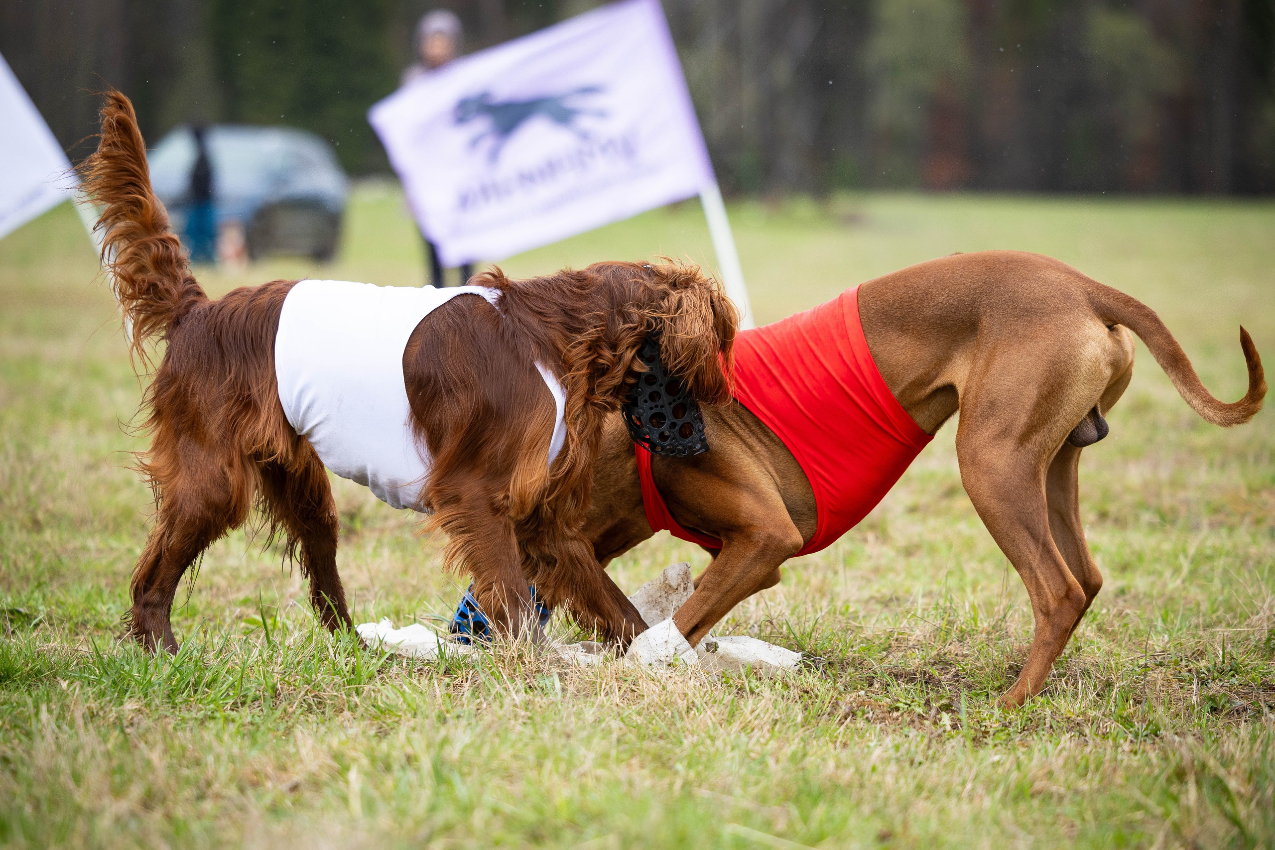 Курсинг. Фотограф Анималист в Перми Анастасия Остерман