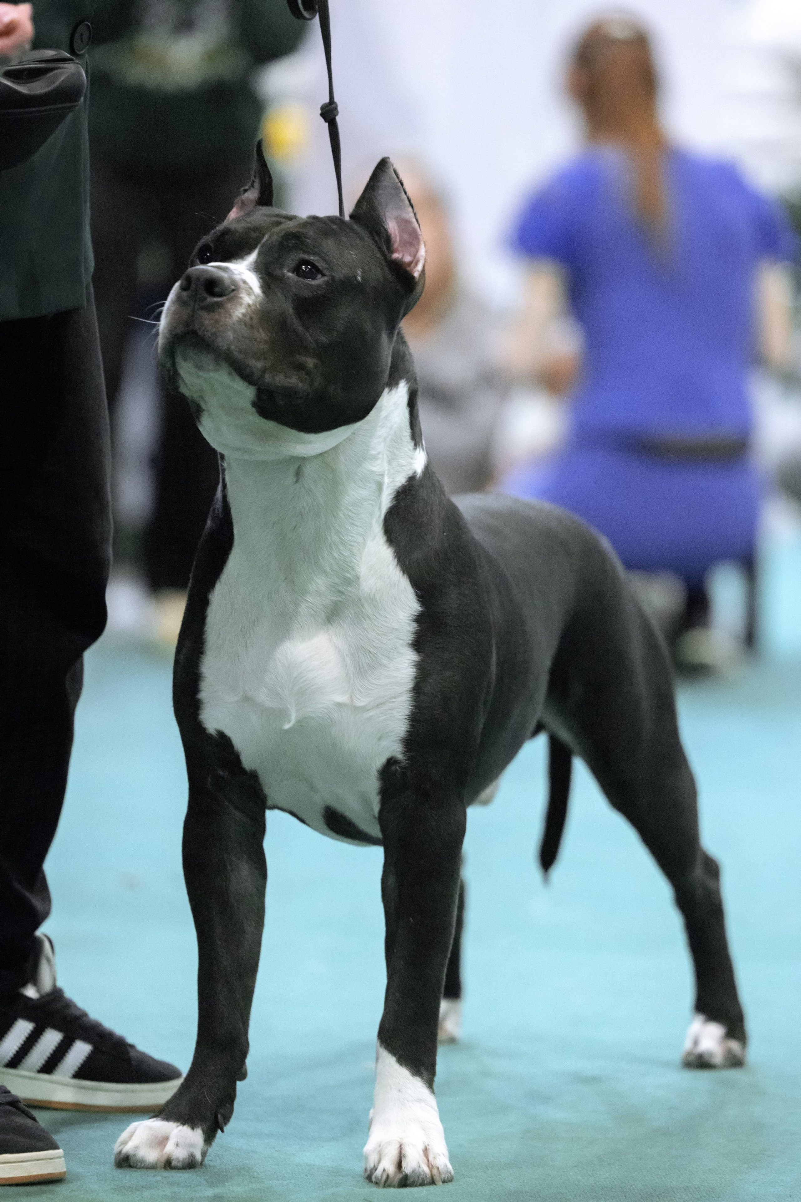 Крокус 10.02,Сфера 11.02.2024. Фотограф-анималист Юлия Германика