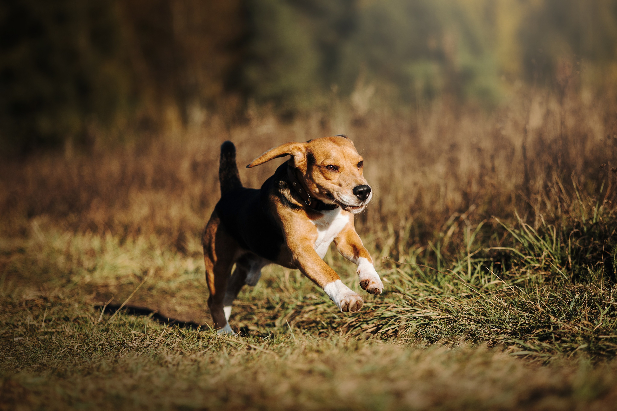 Оуджи и его семья. Фотограф — Анималист | Санкт-Петербург