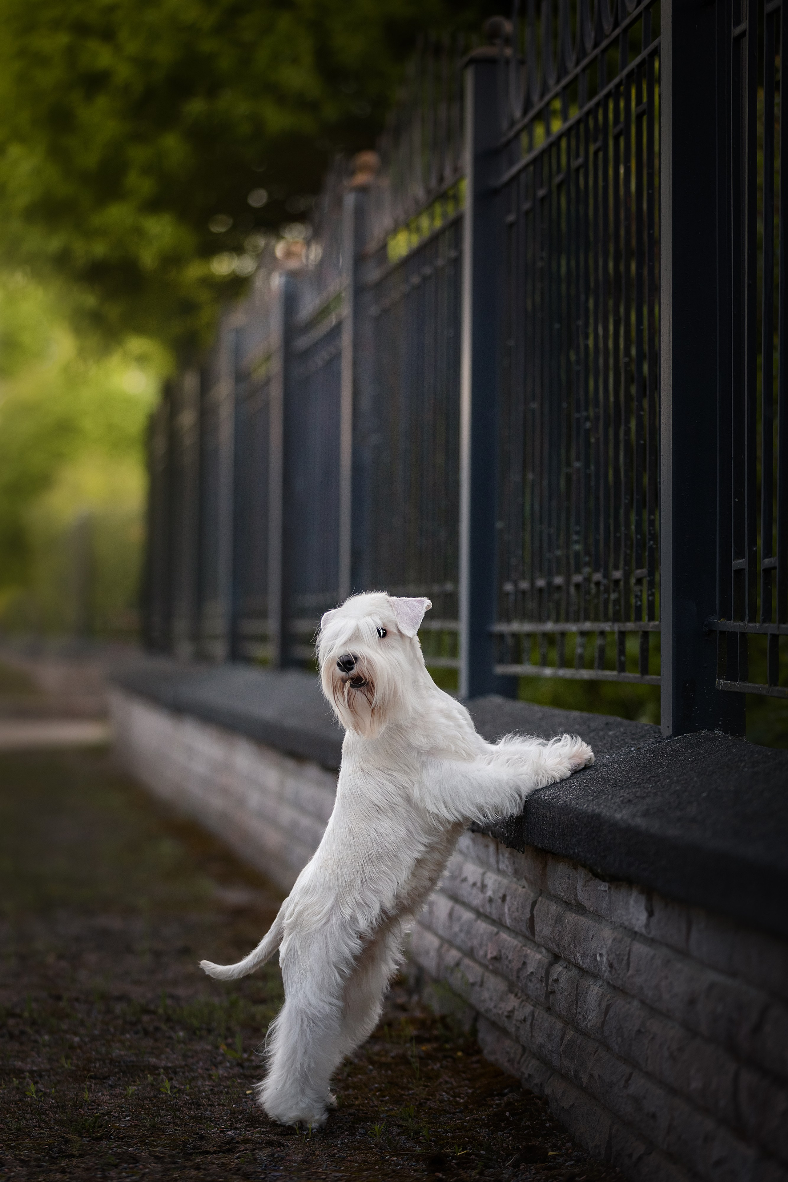 Портретная съемка. Фотограф-анималист в Санкт-Петербурге — Юлия Чайкина