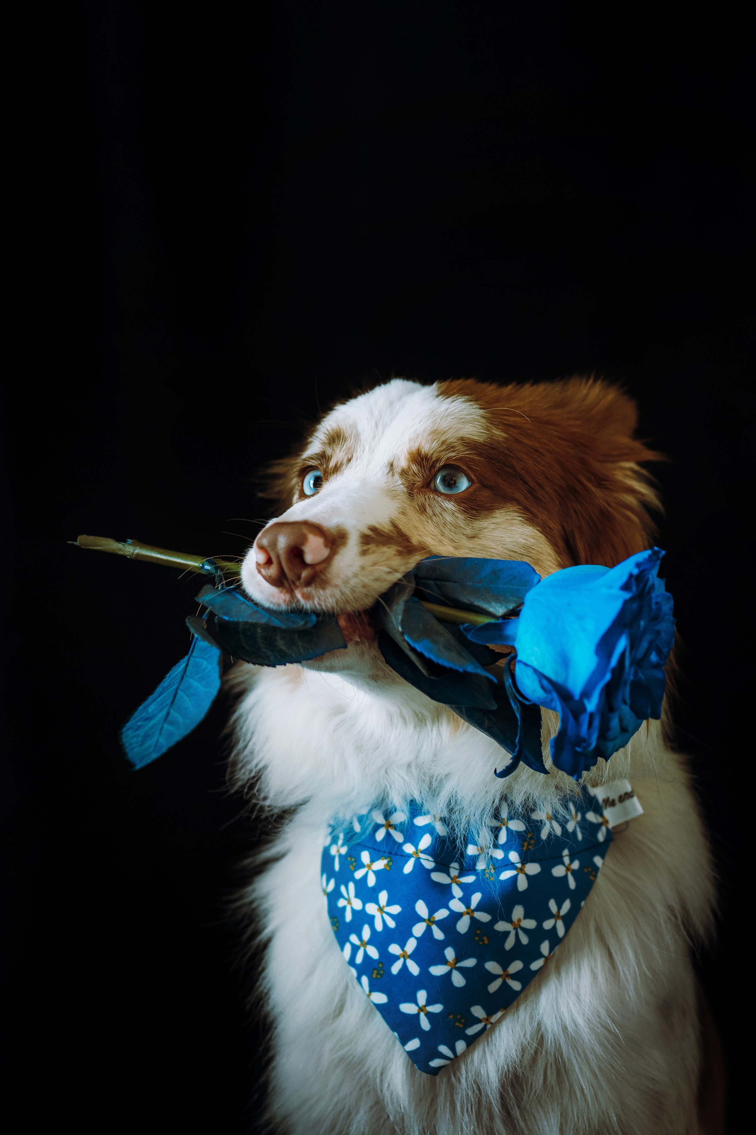 День рождения Айко