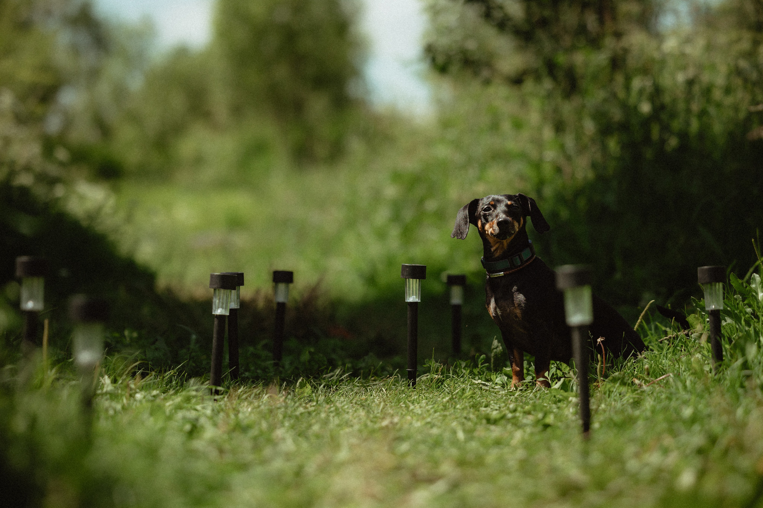 Выездной дог-тренинг от школы «Шерсть имею»