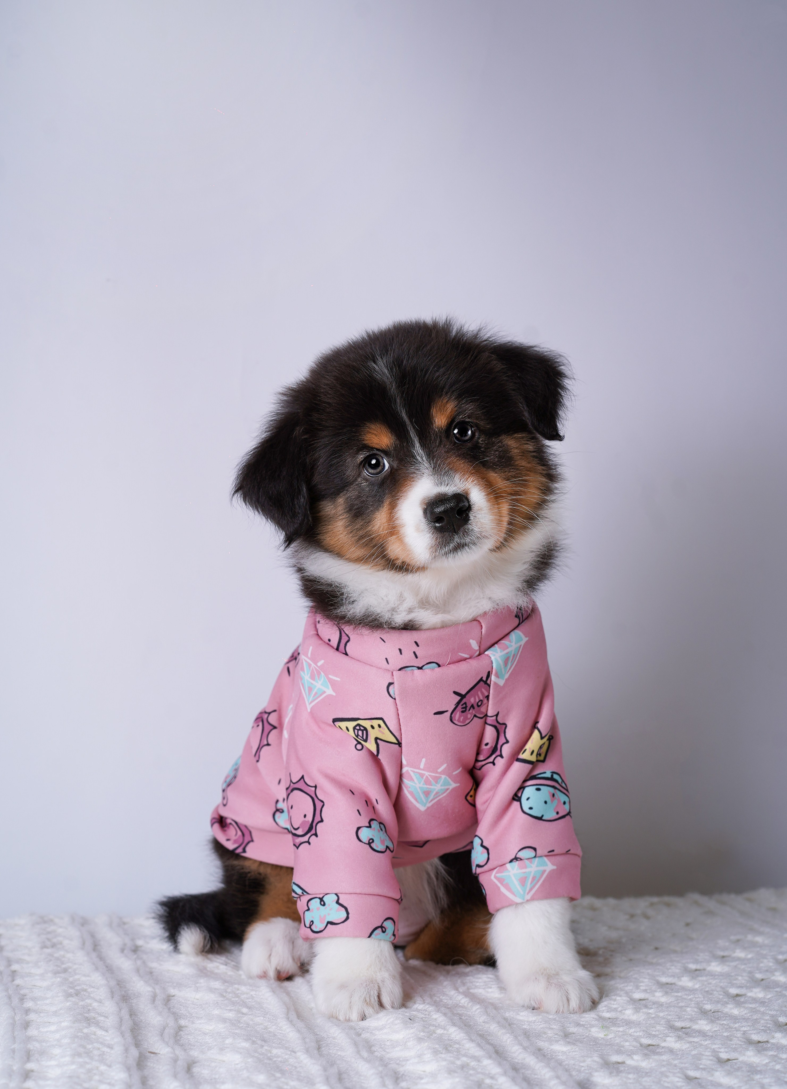 Щенки аусси. Фотограф-анималист в Санкт-Петербурге Яна Мартынова