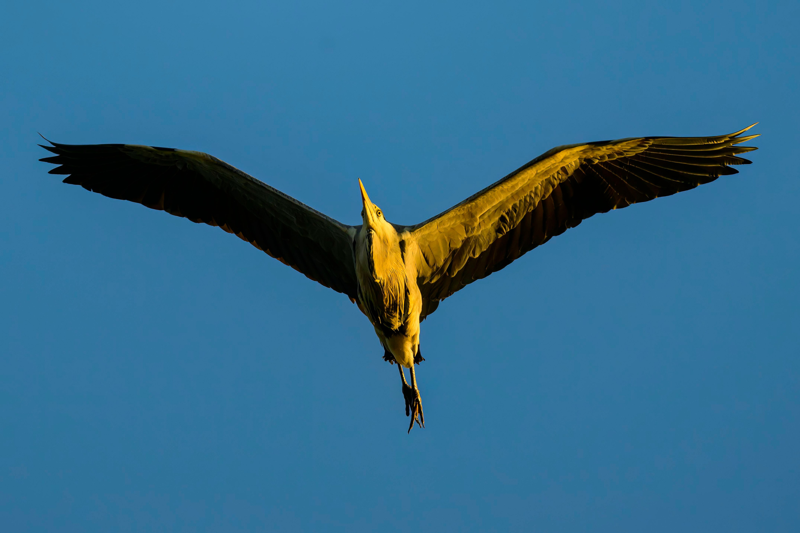 Дмитров. Фотограф Сергей Пупонин