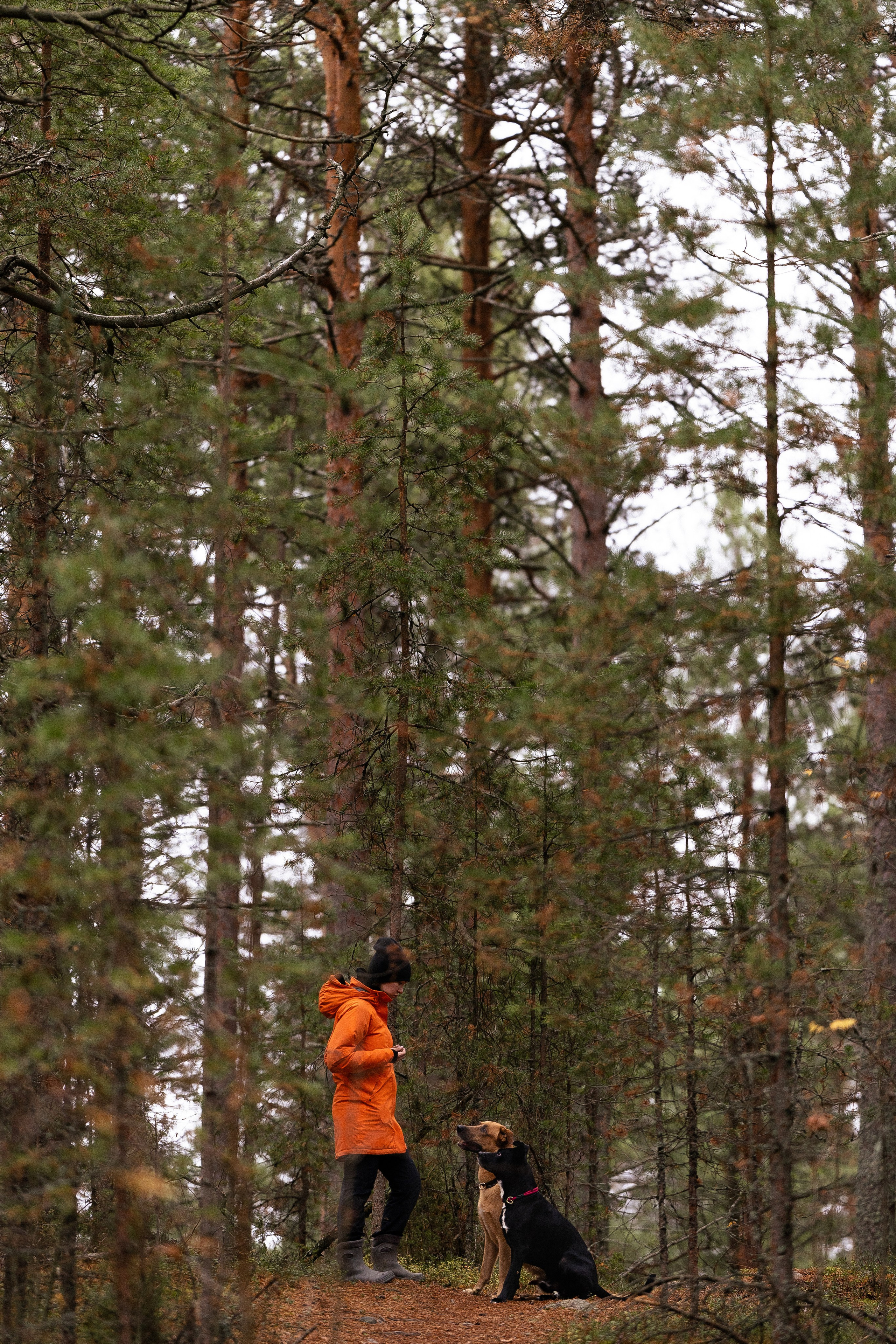 Karelia. Фотограф и видеограф анималист Аганина Дарья