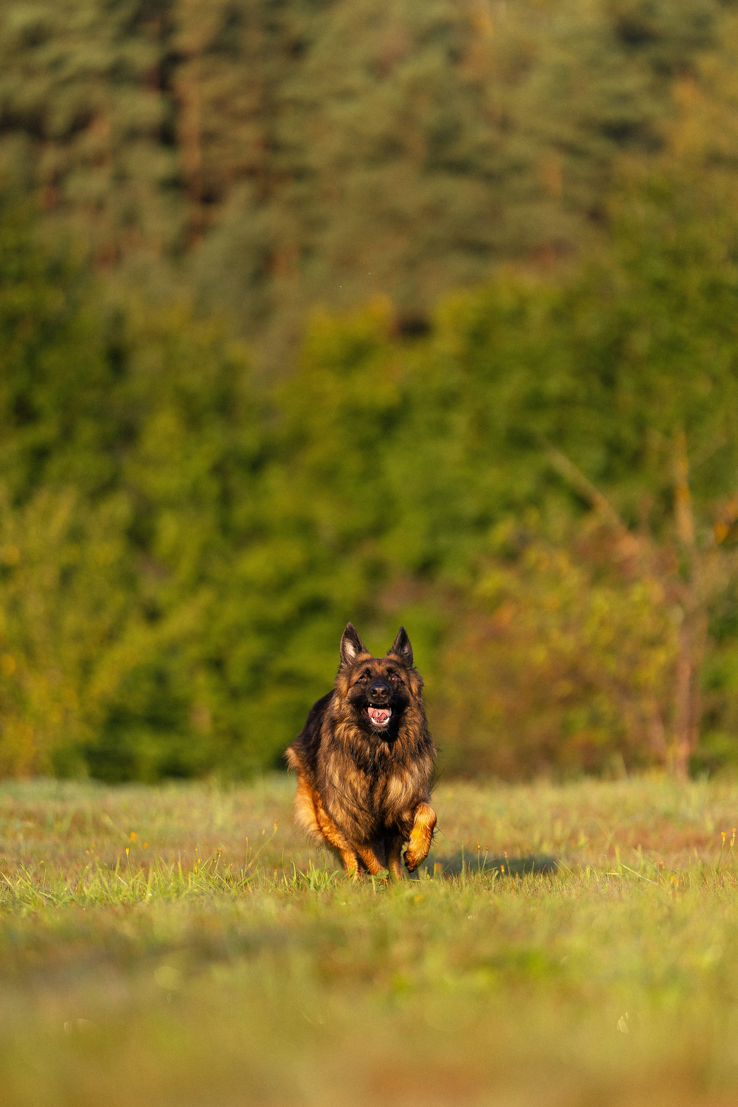 Алена, Матвей, Фанни и Фрея. Фотограф и видеограф анималист Аганина Дарья