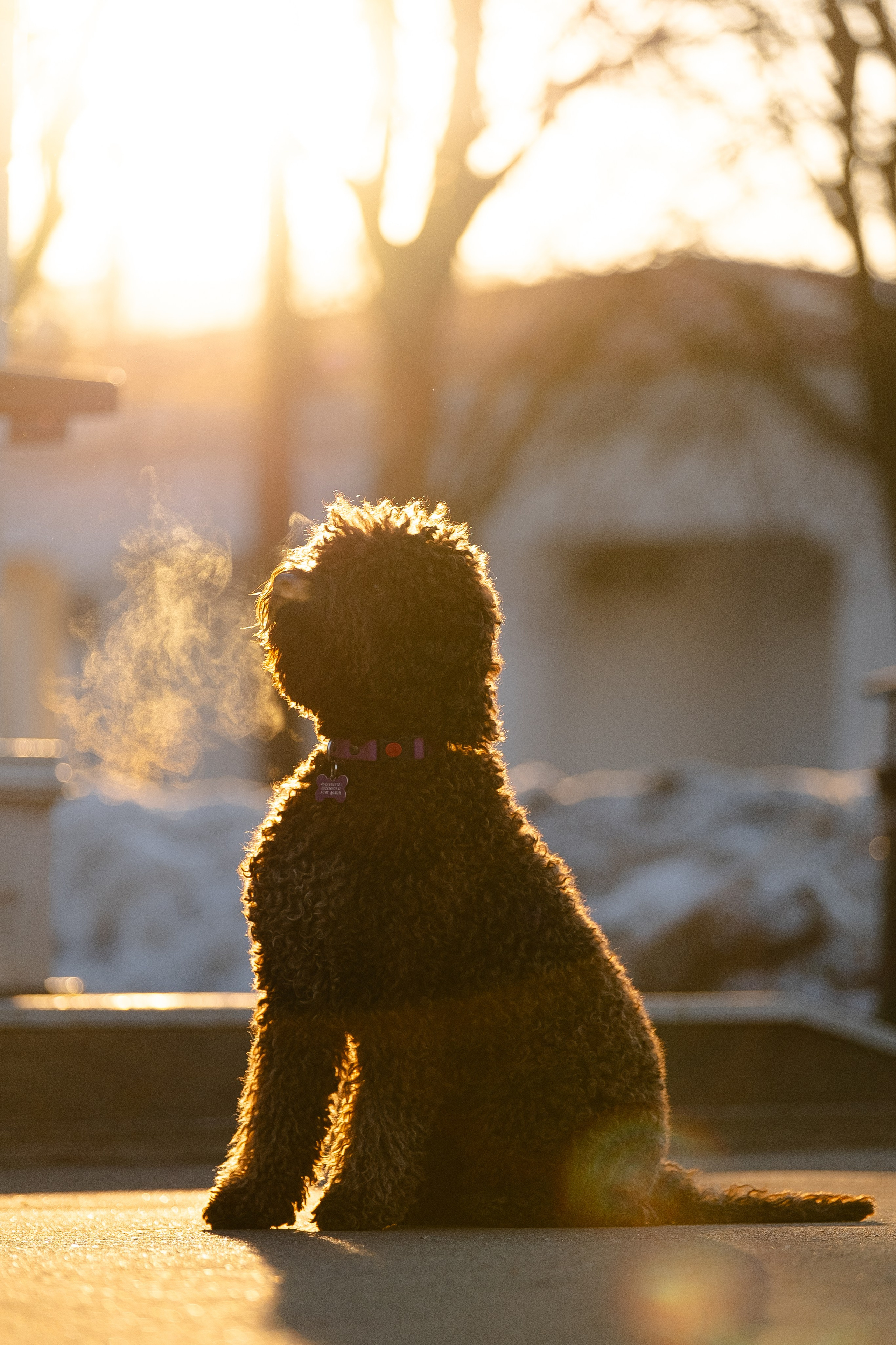 Тьеринна и Миша. Фотограф и видеограф анималист Аганина Дарья