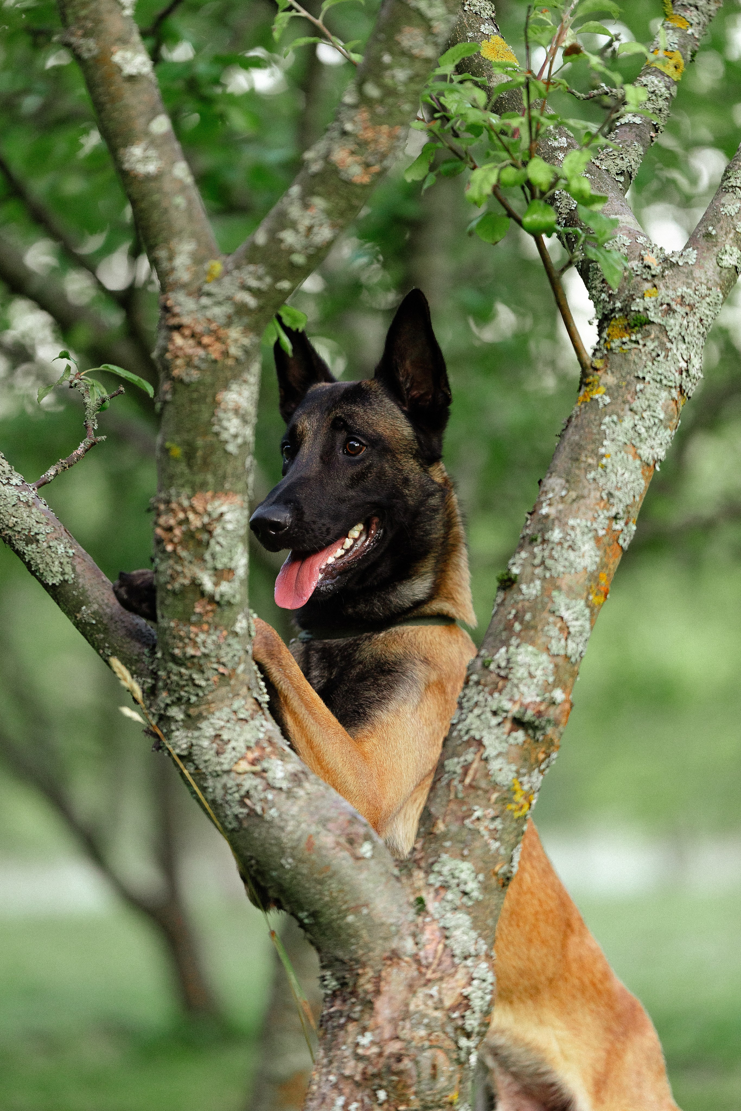 Галина и Кодекс. Фотограф и видеограф анималист Аганина Дарья