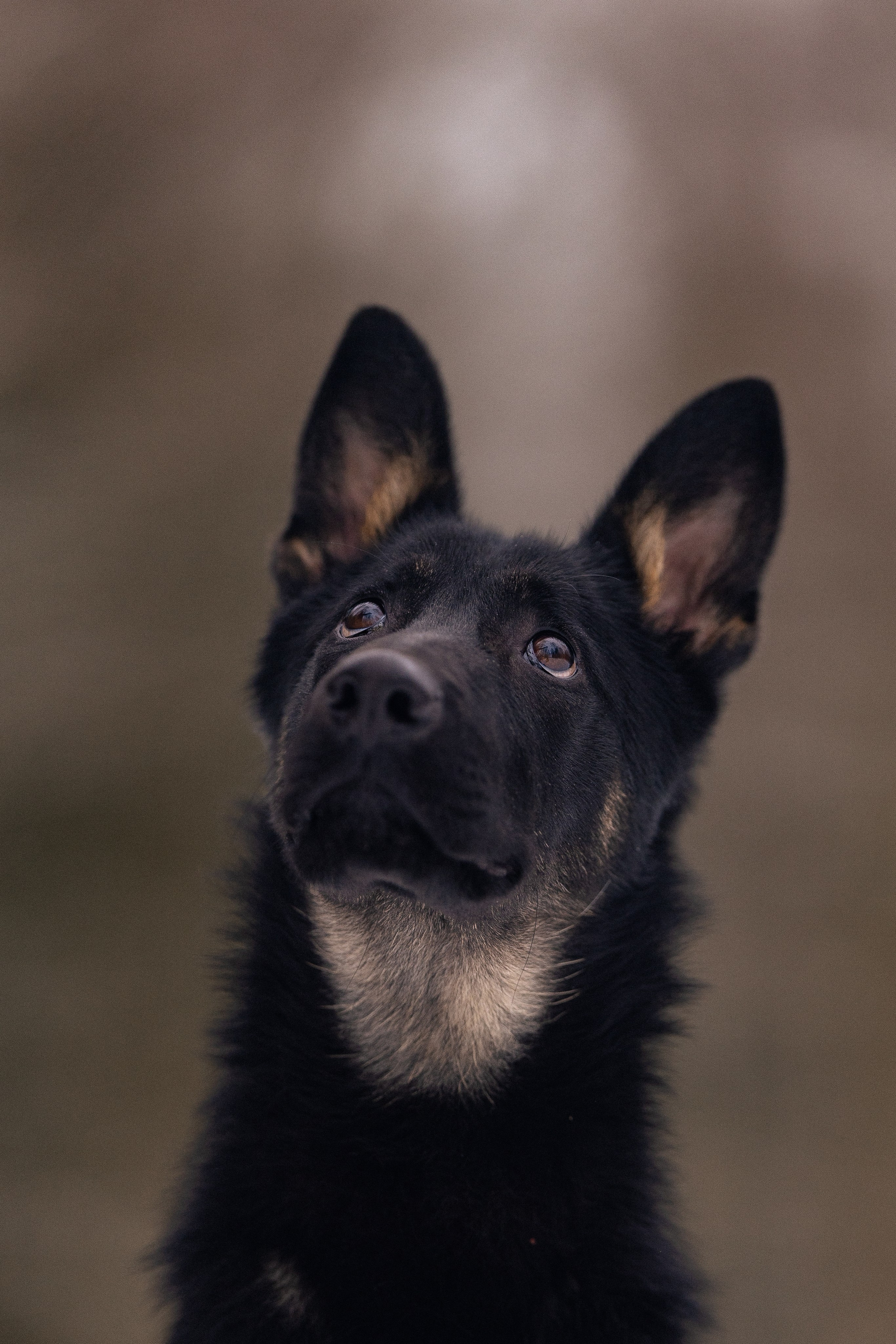 Немецкая овчарка. Фотограф и видеограф анималист Аганина Дарья