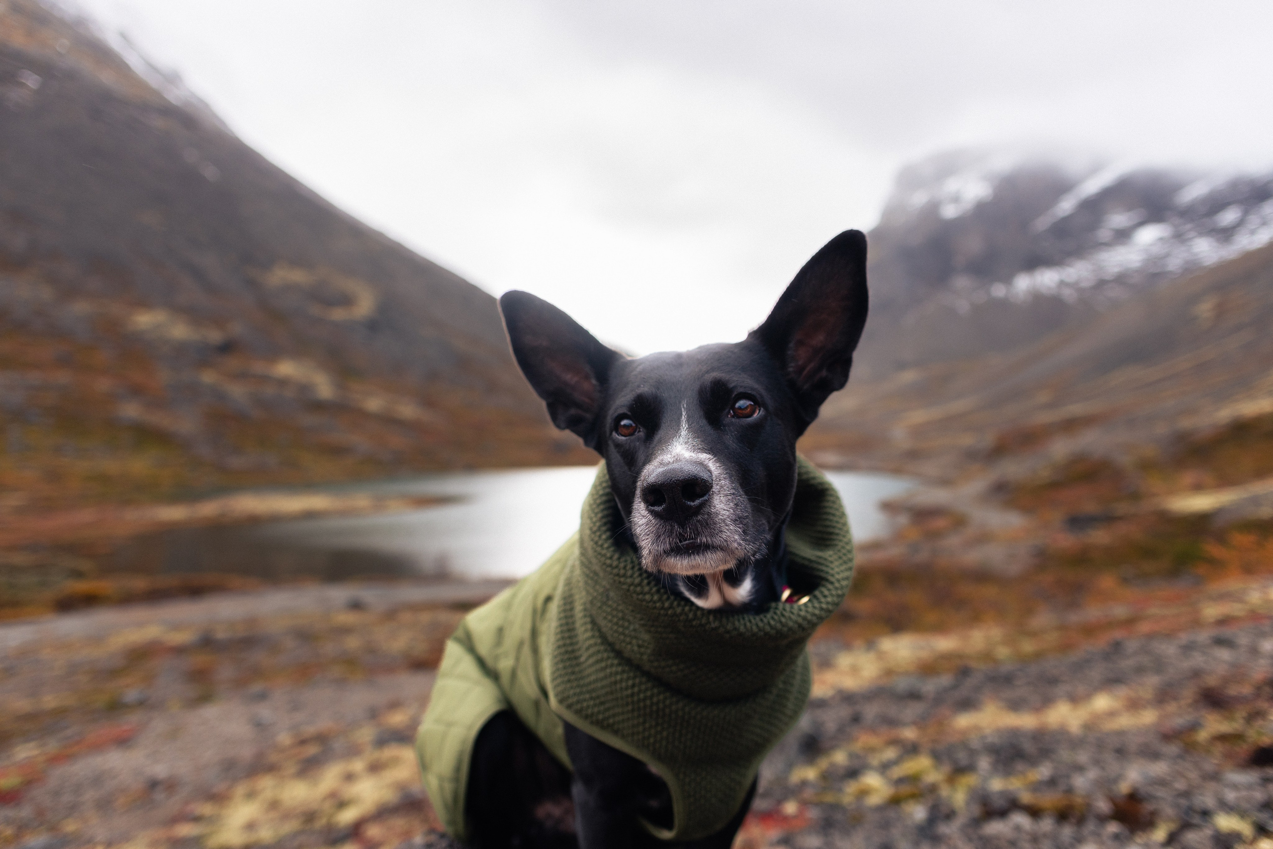 Кольский. Фотограф и видеограф анималист Аганина Дарья